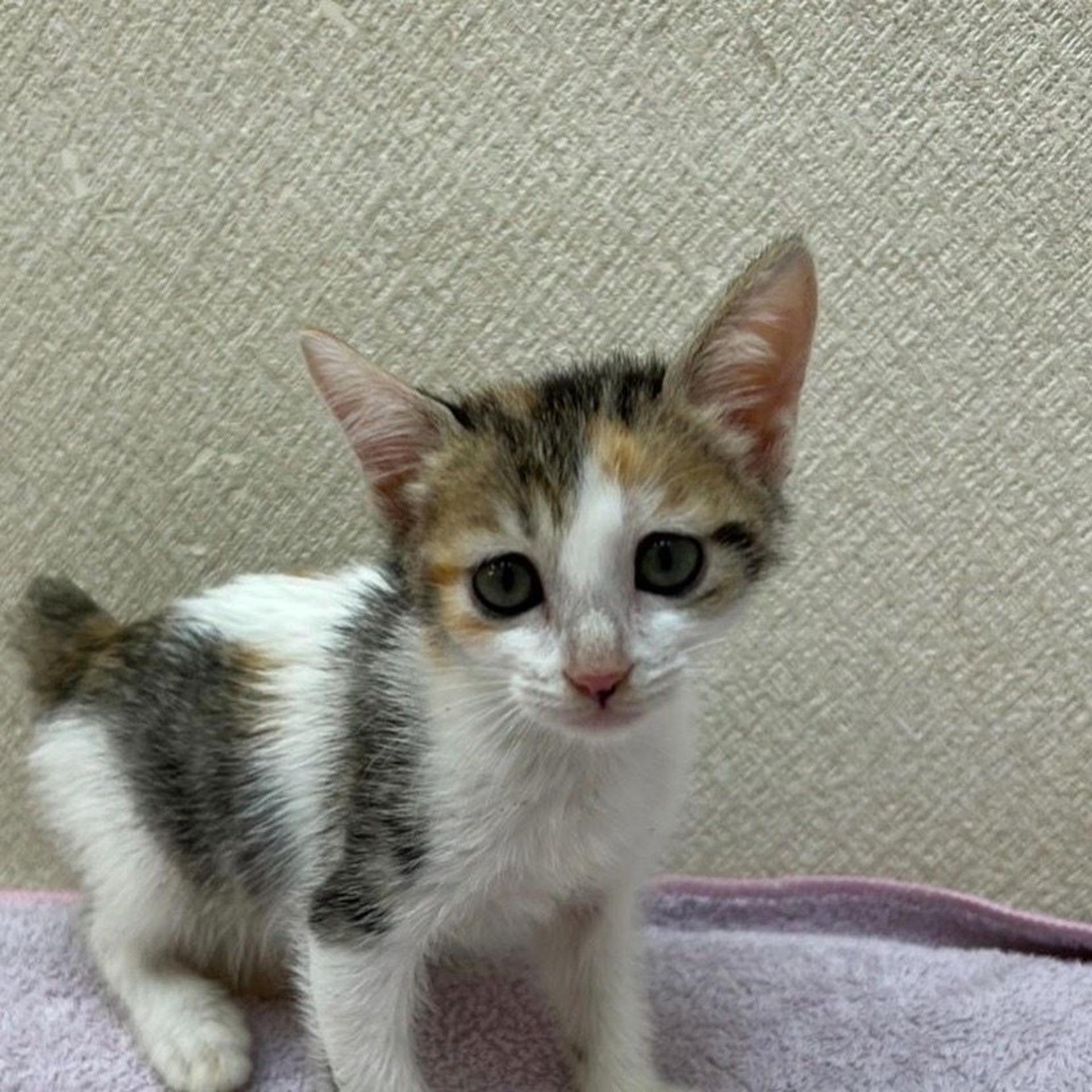 pet-image-7