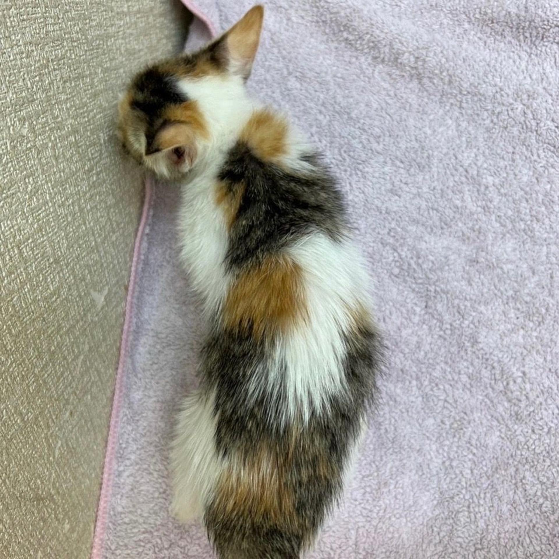 pet-image-8