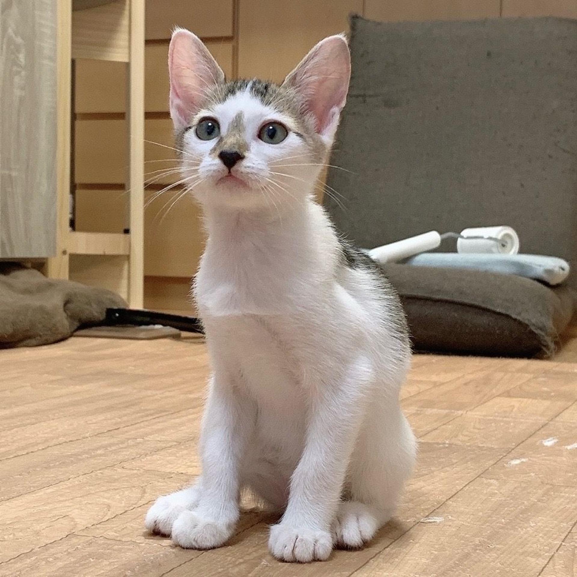 pet-image-2