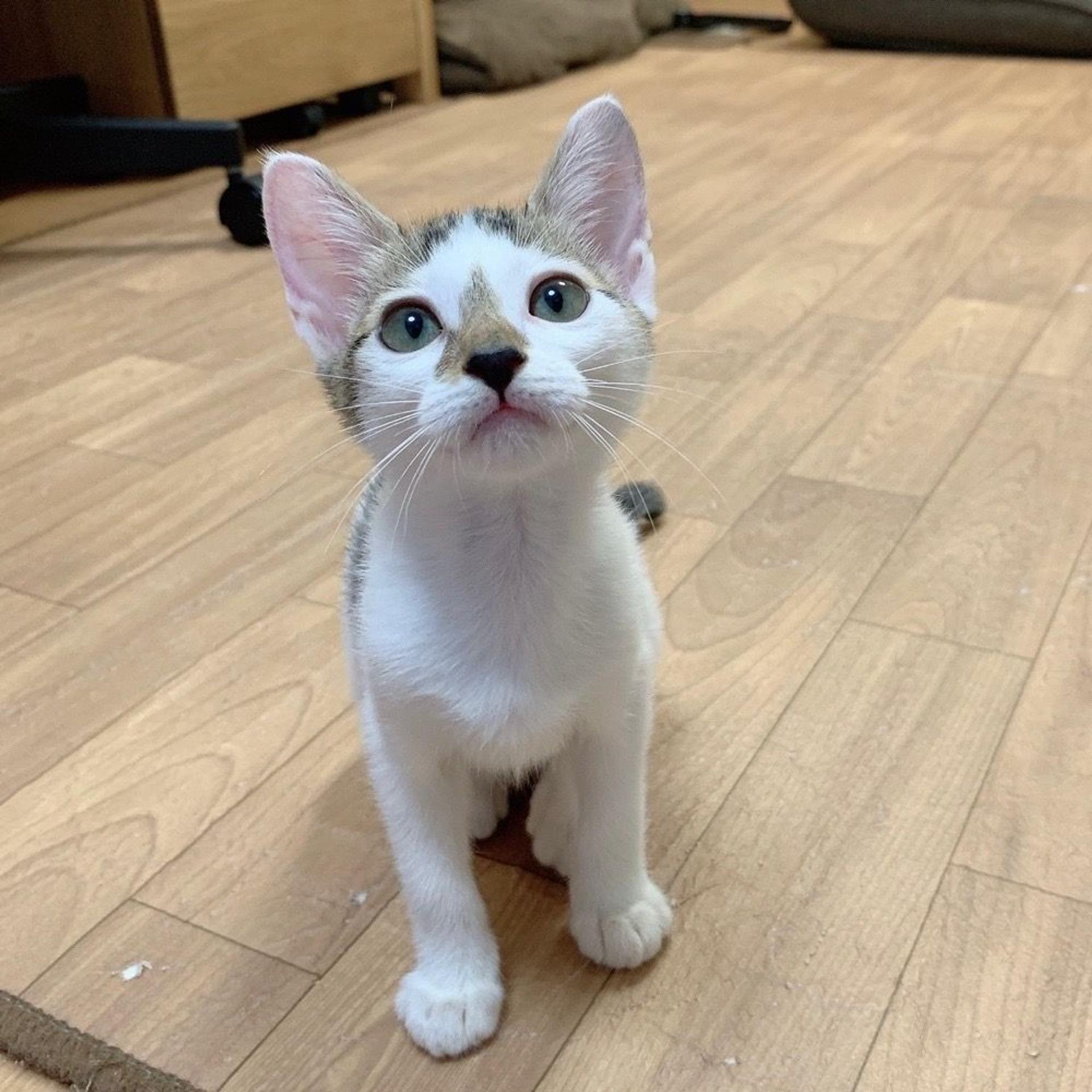 pet-image-4