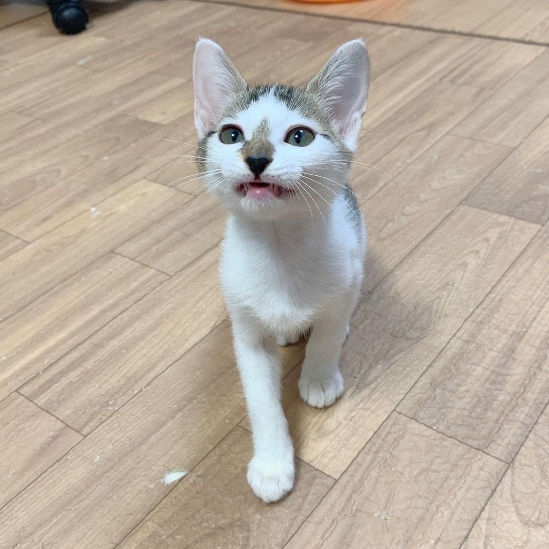 pet-image-5