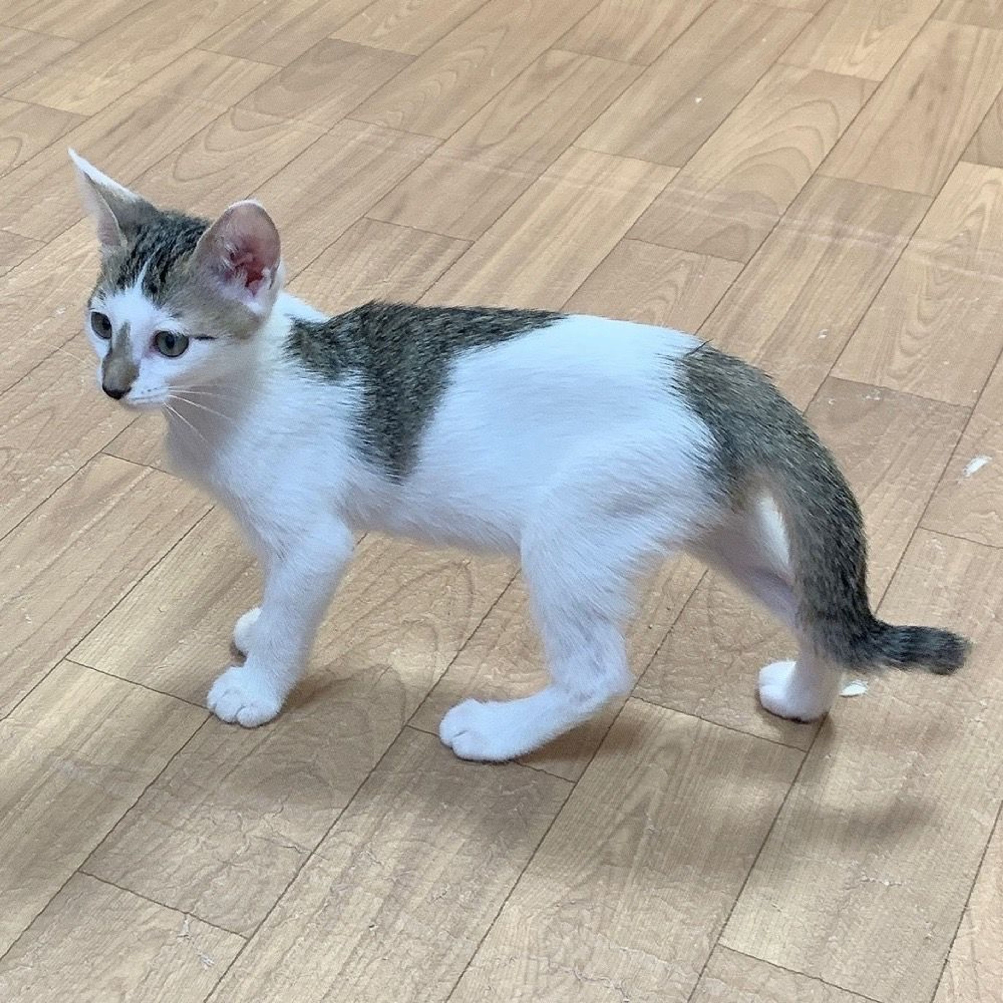 pet-image-7