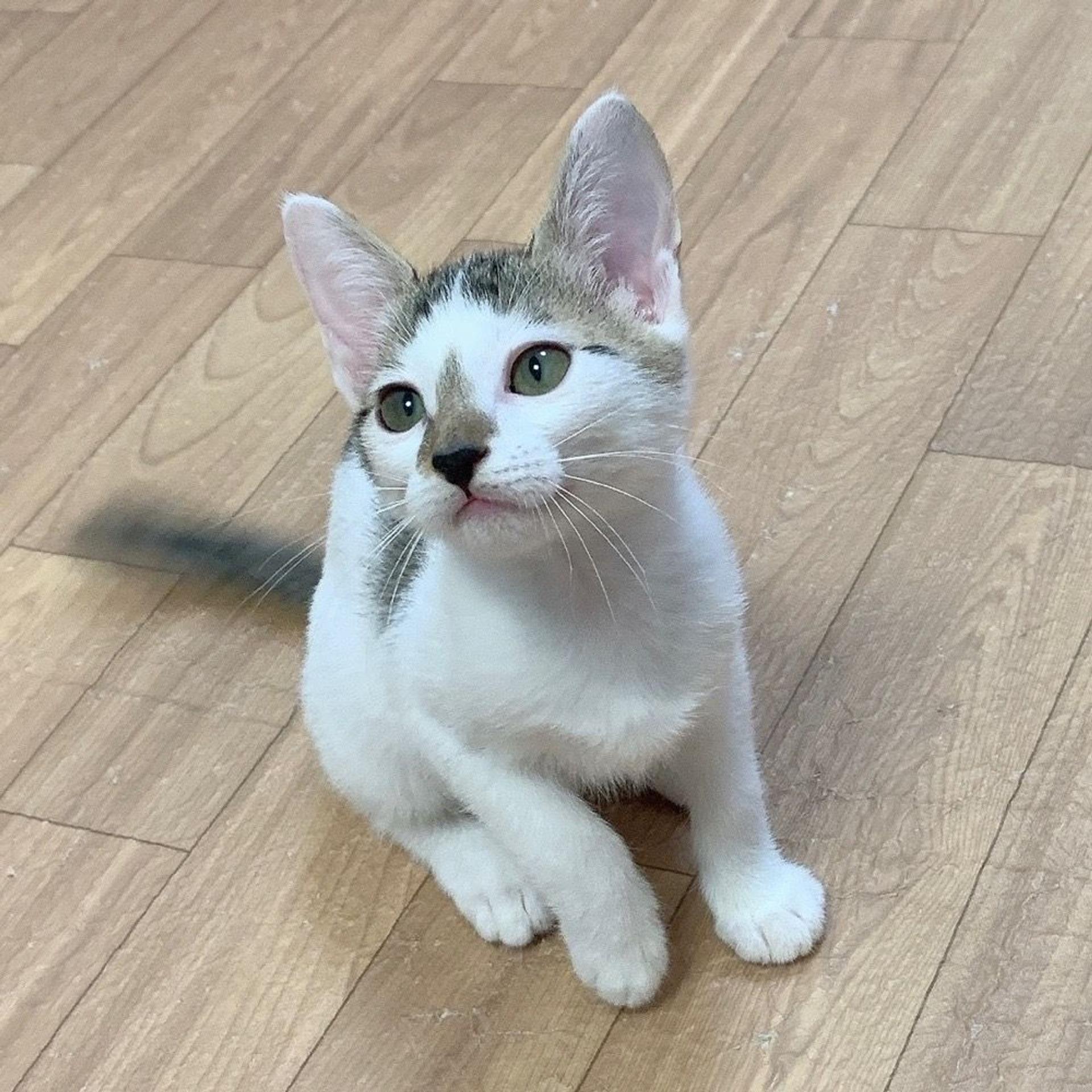 pet-image-8