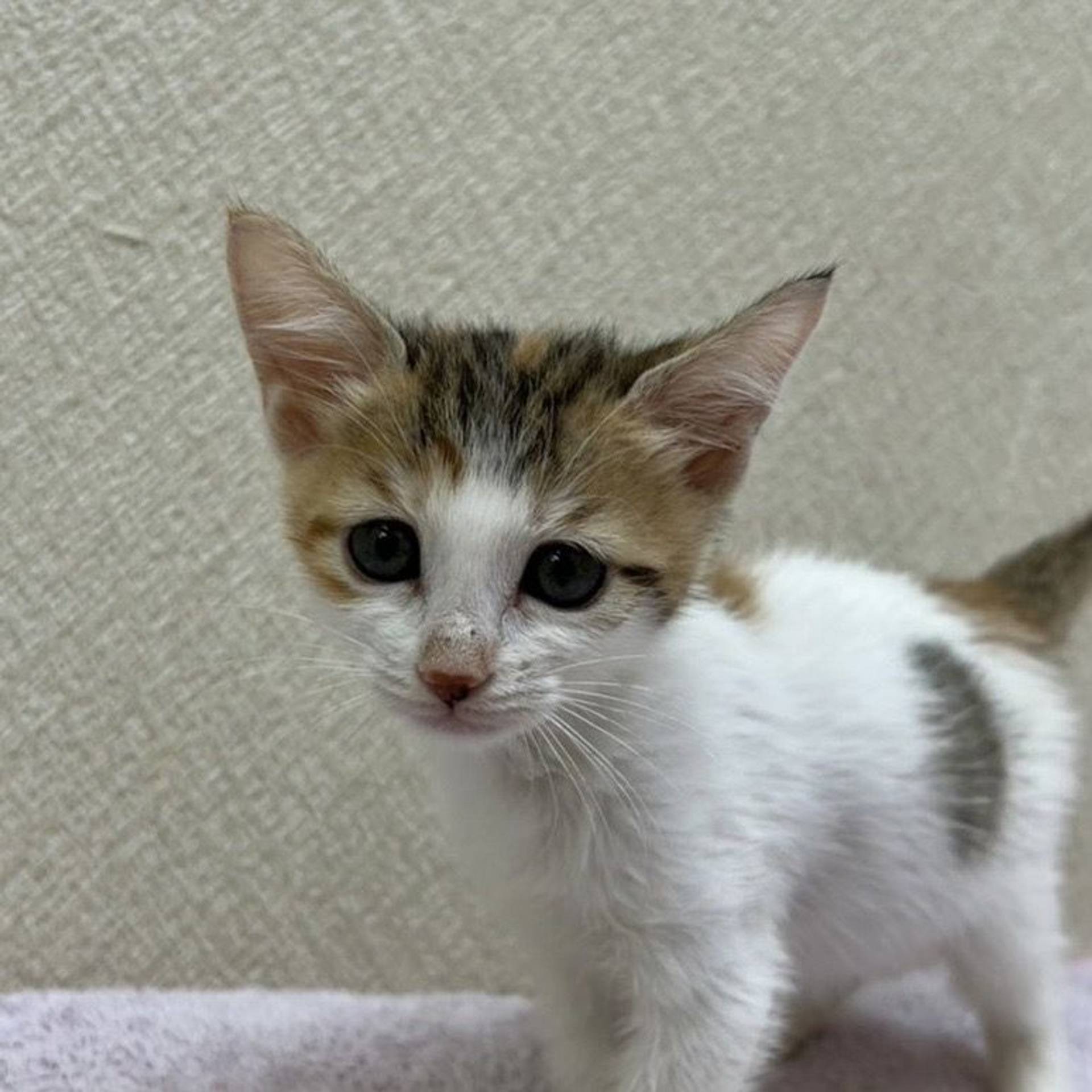 雑種（ミックス猫）・メスの里親募集の写真