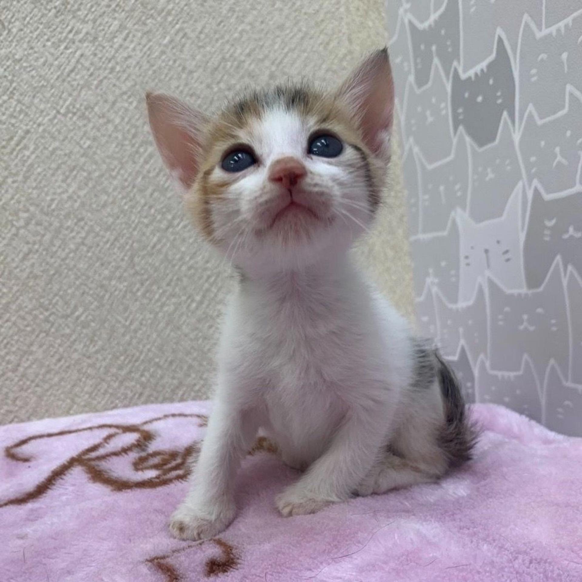 pet-image-4