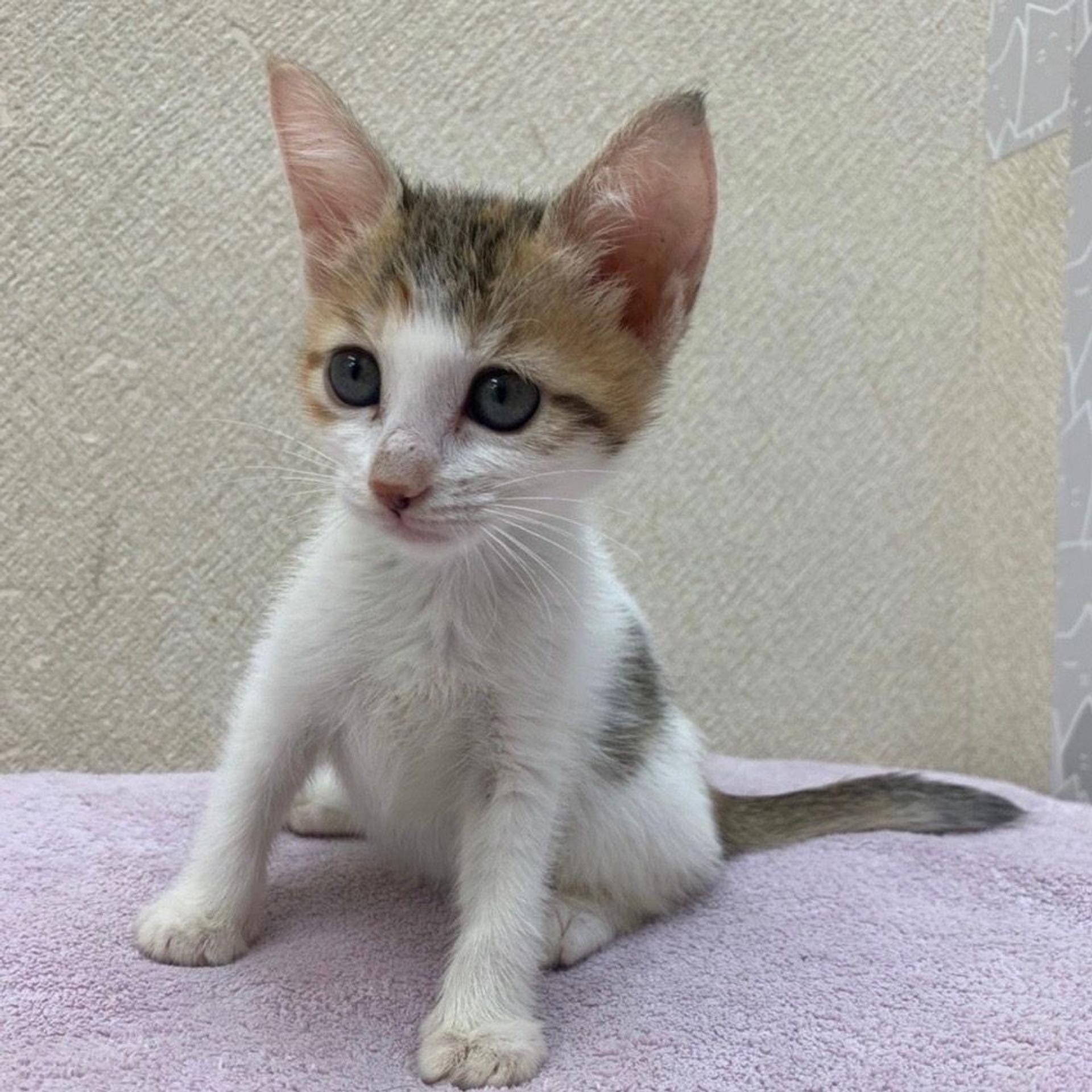 pet-image-5