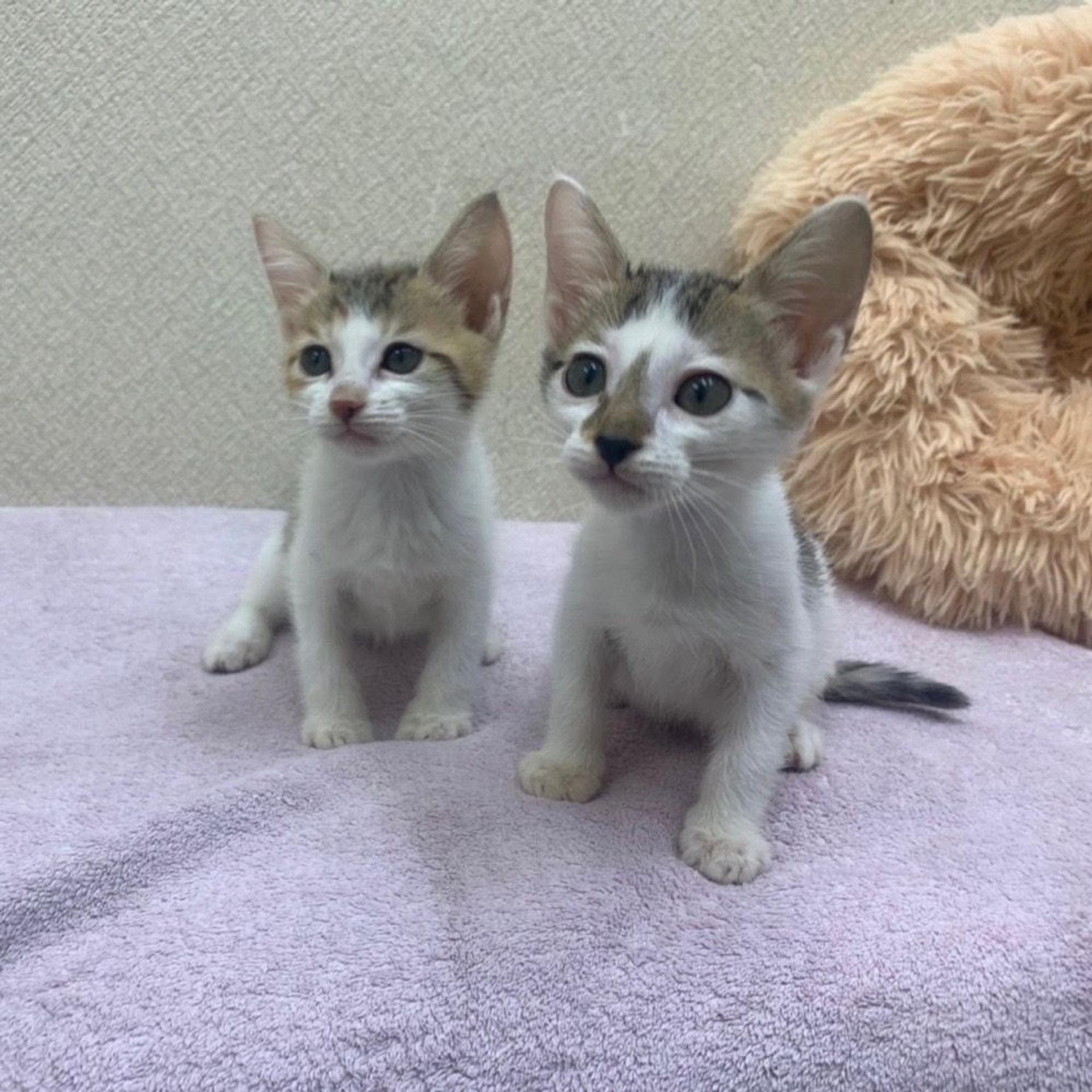 pet-image-6