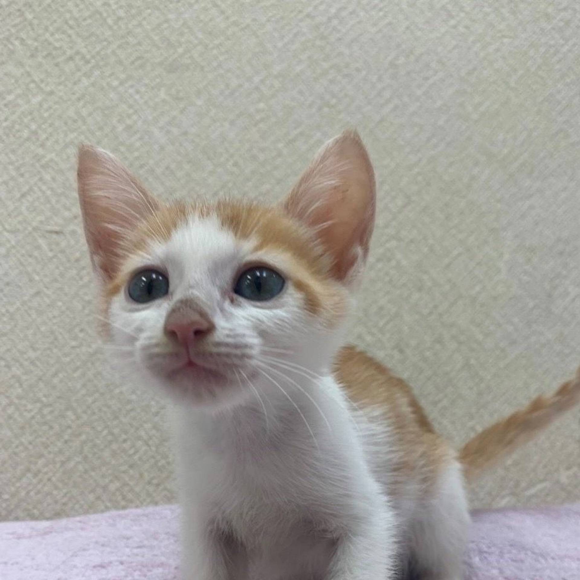 雑種（ミックス猫）・オスの里親募集の写真