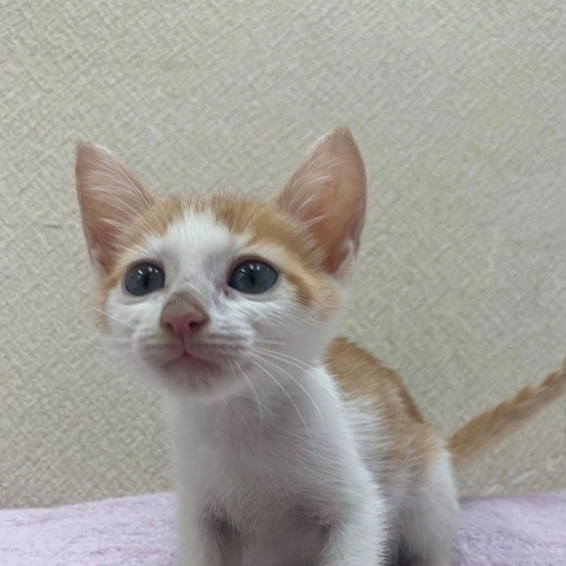 雑種（ミックス猫）・オスの里親募集の写真