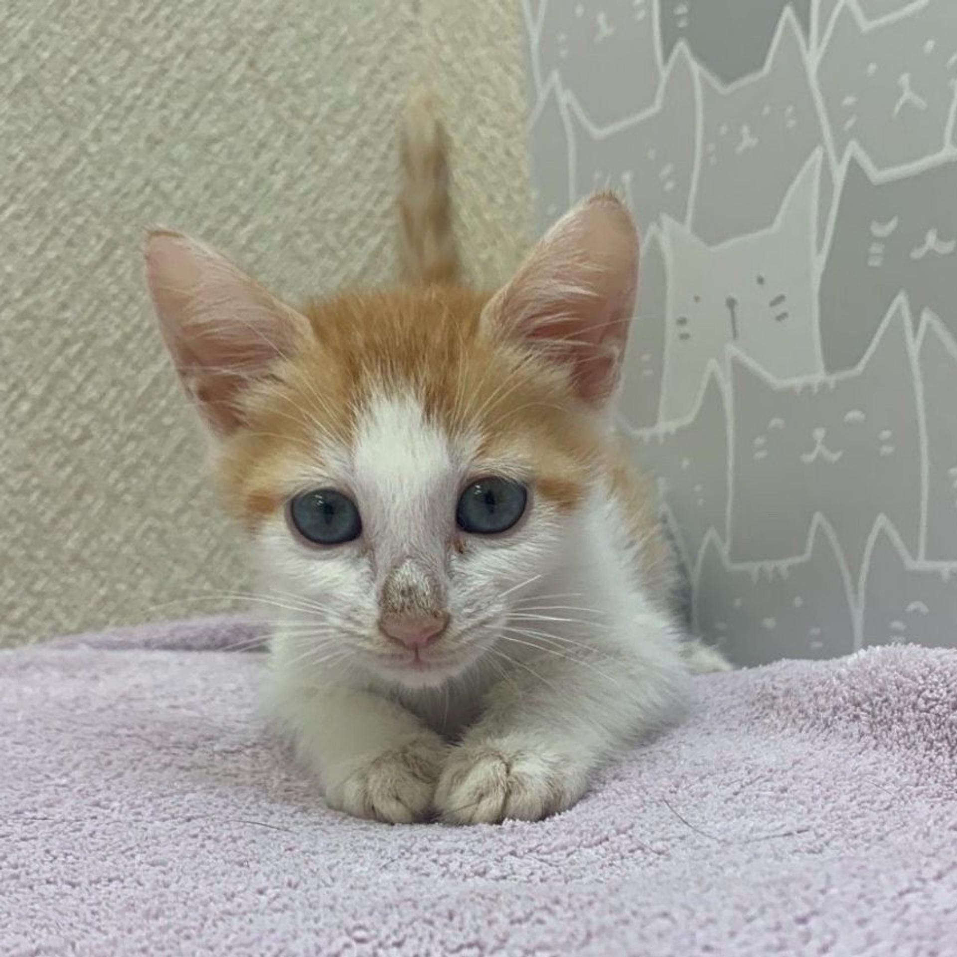 pet-image-3