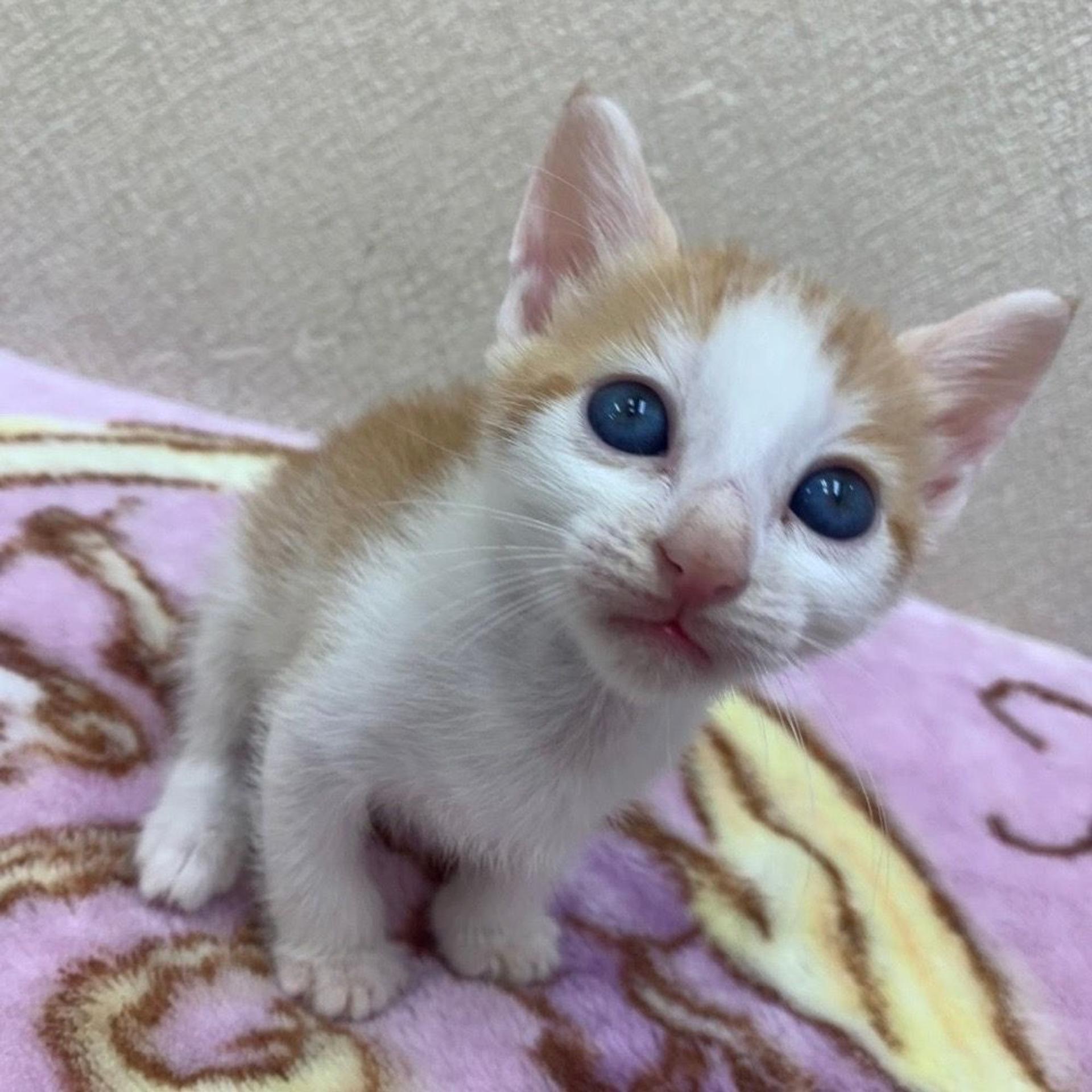 pet-image-4