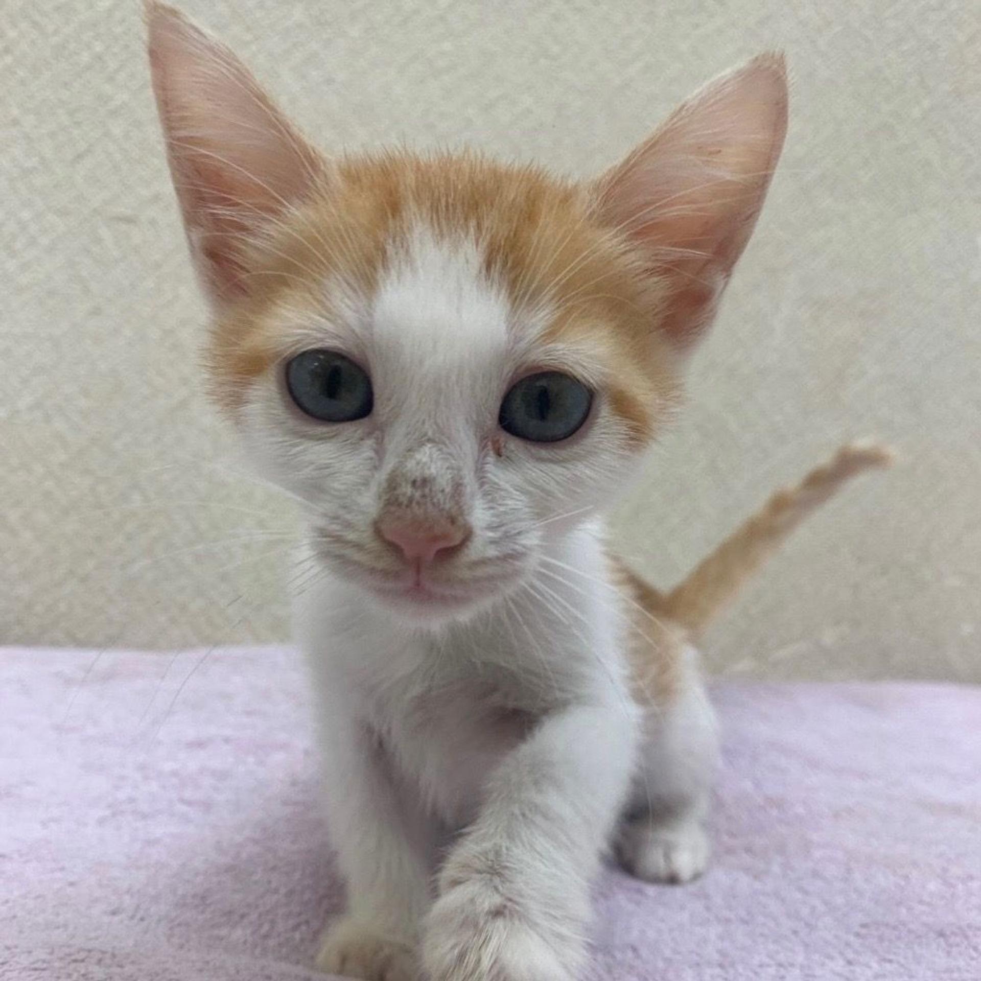 pet-image-5