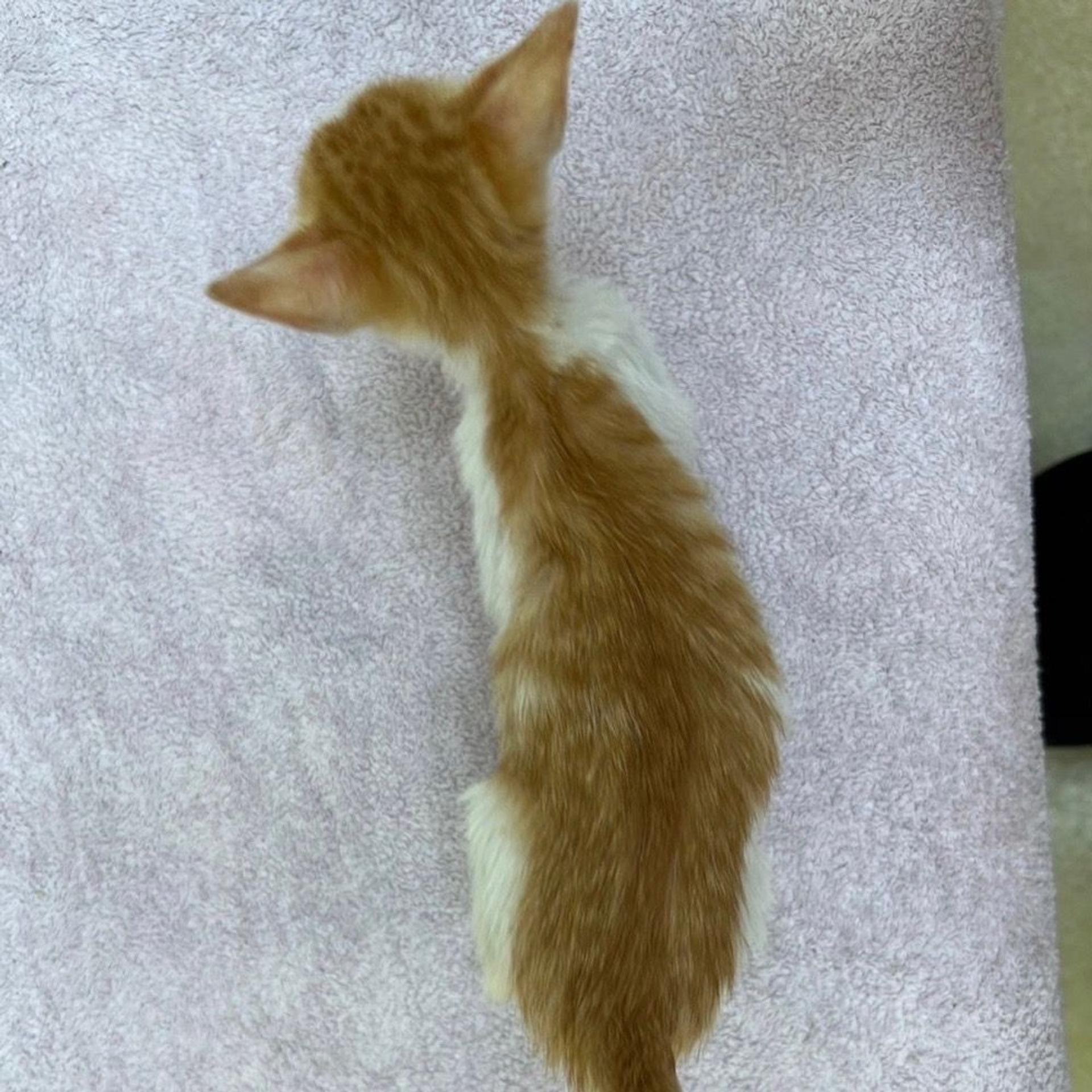 pet-image-8