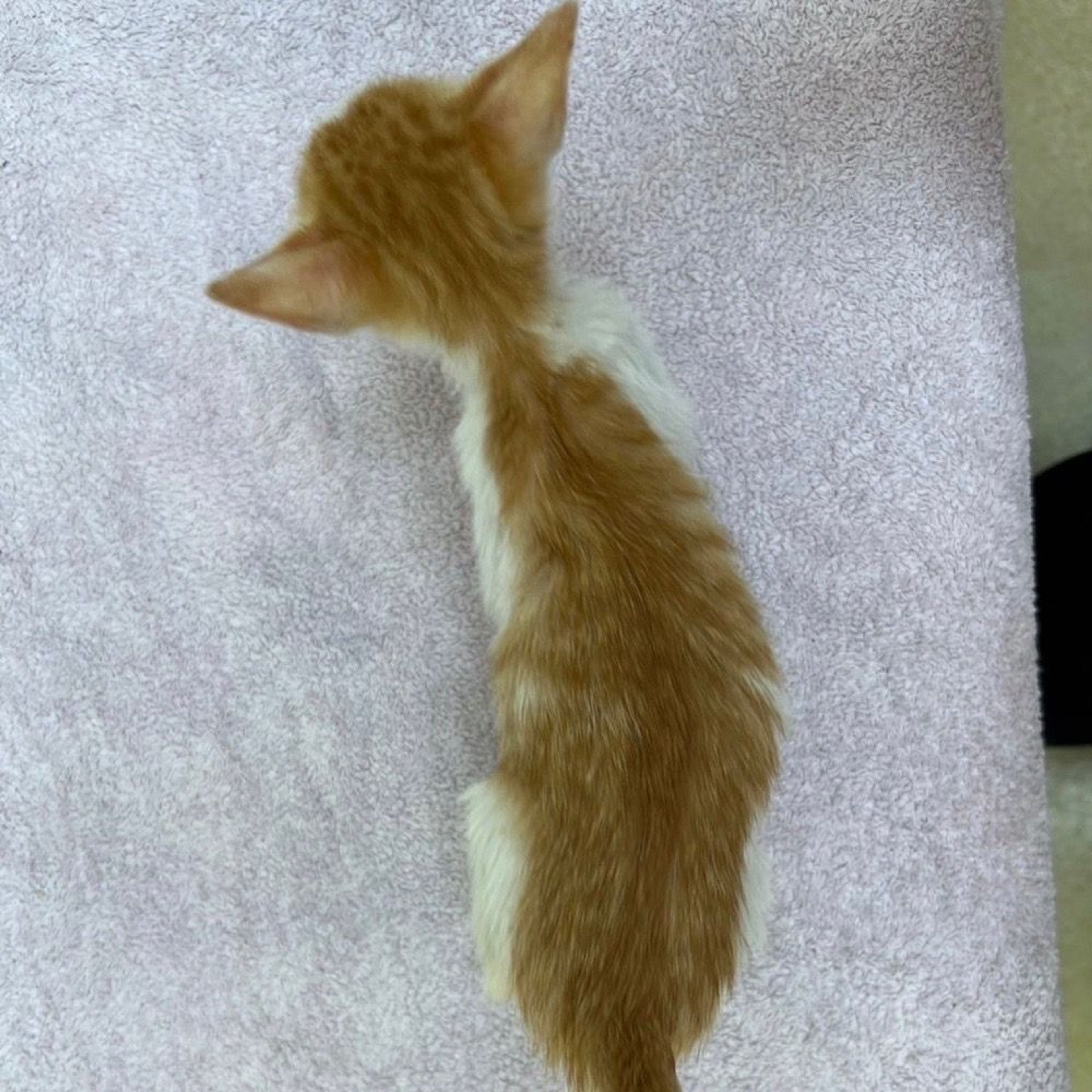 pet-image-8