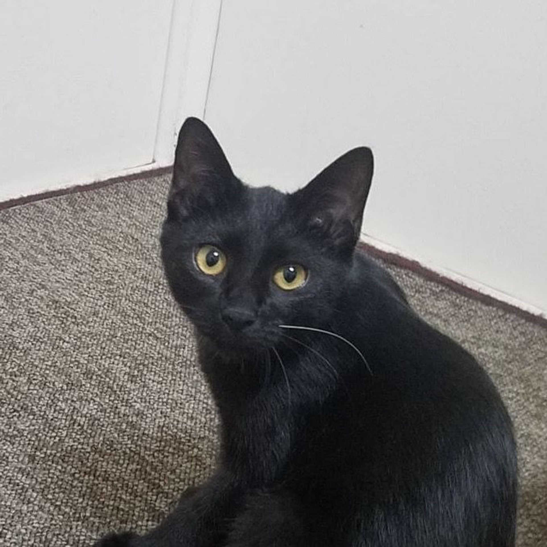 雑種（ミックス猫）・メスの里親募集の写真