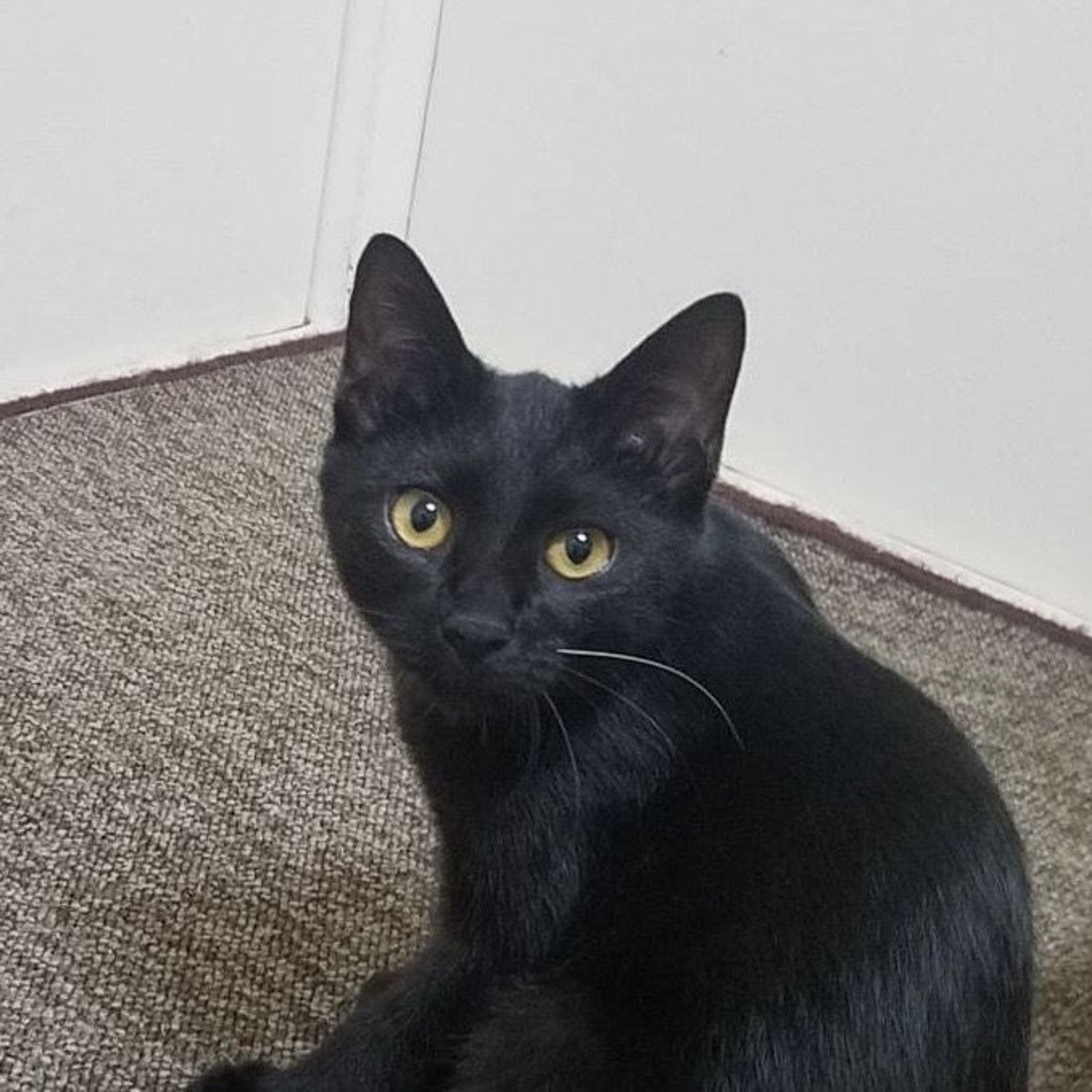 雑種（ミックス猫）・メスの里親募集の写真