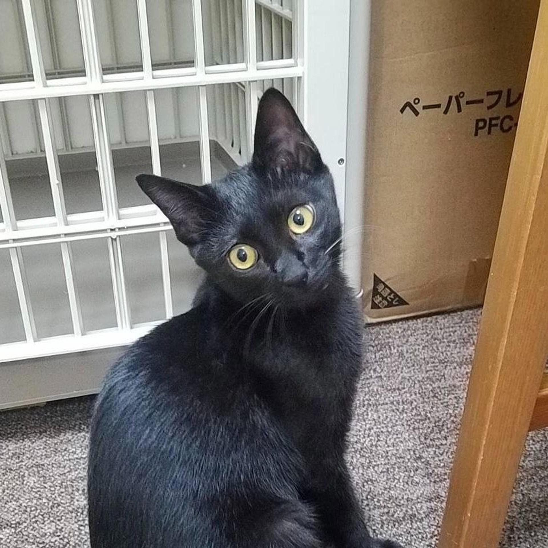 pet-image-3