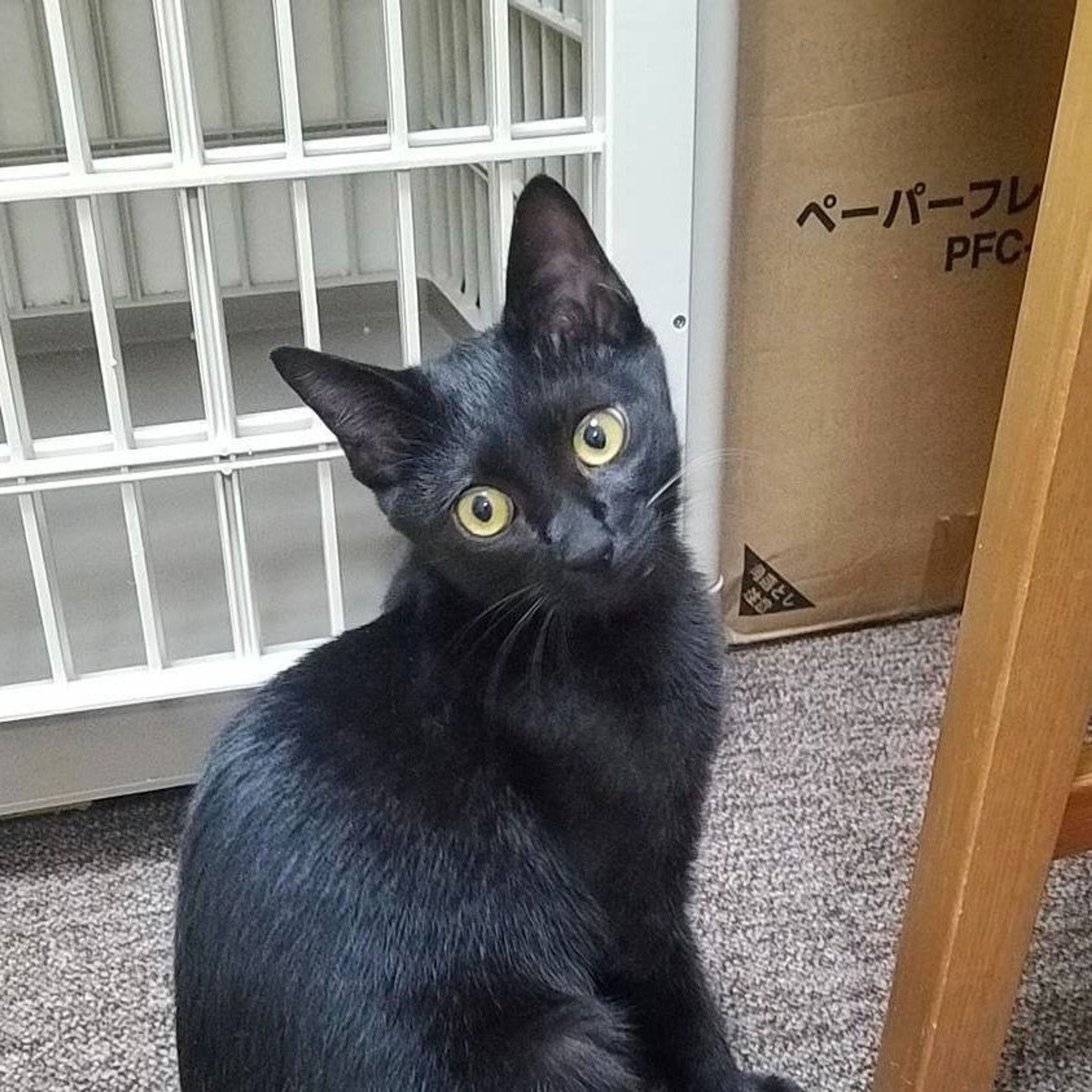 pet-image-3
