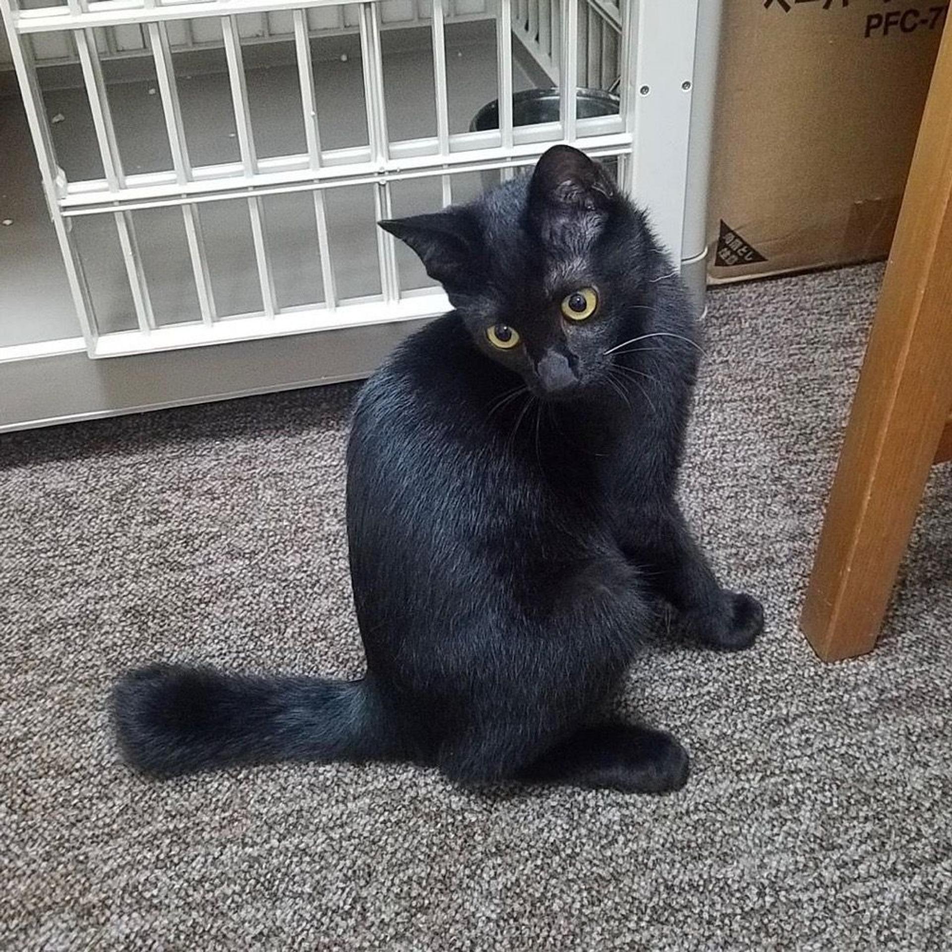 pet-image-8