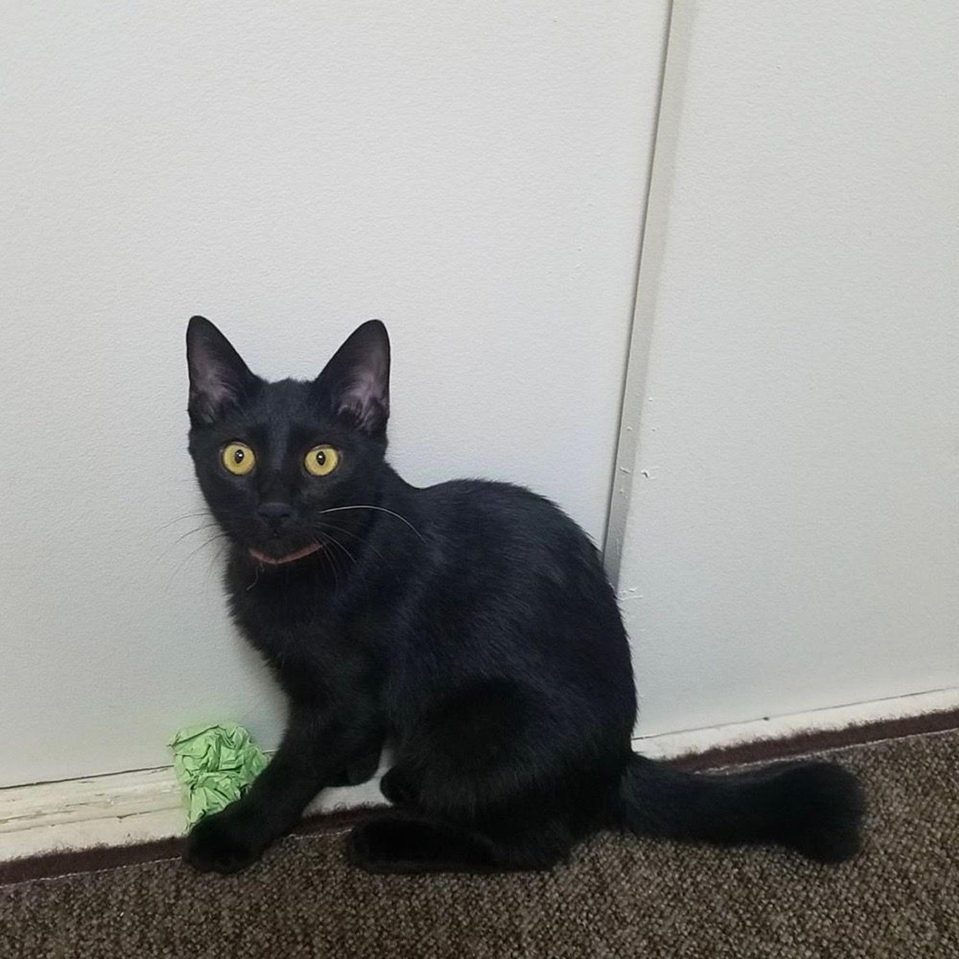 pet-image-2