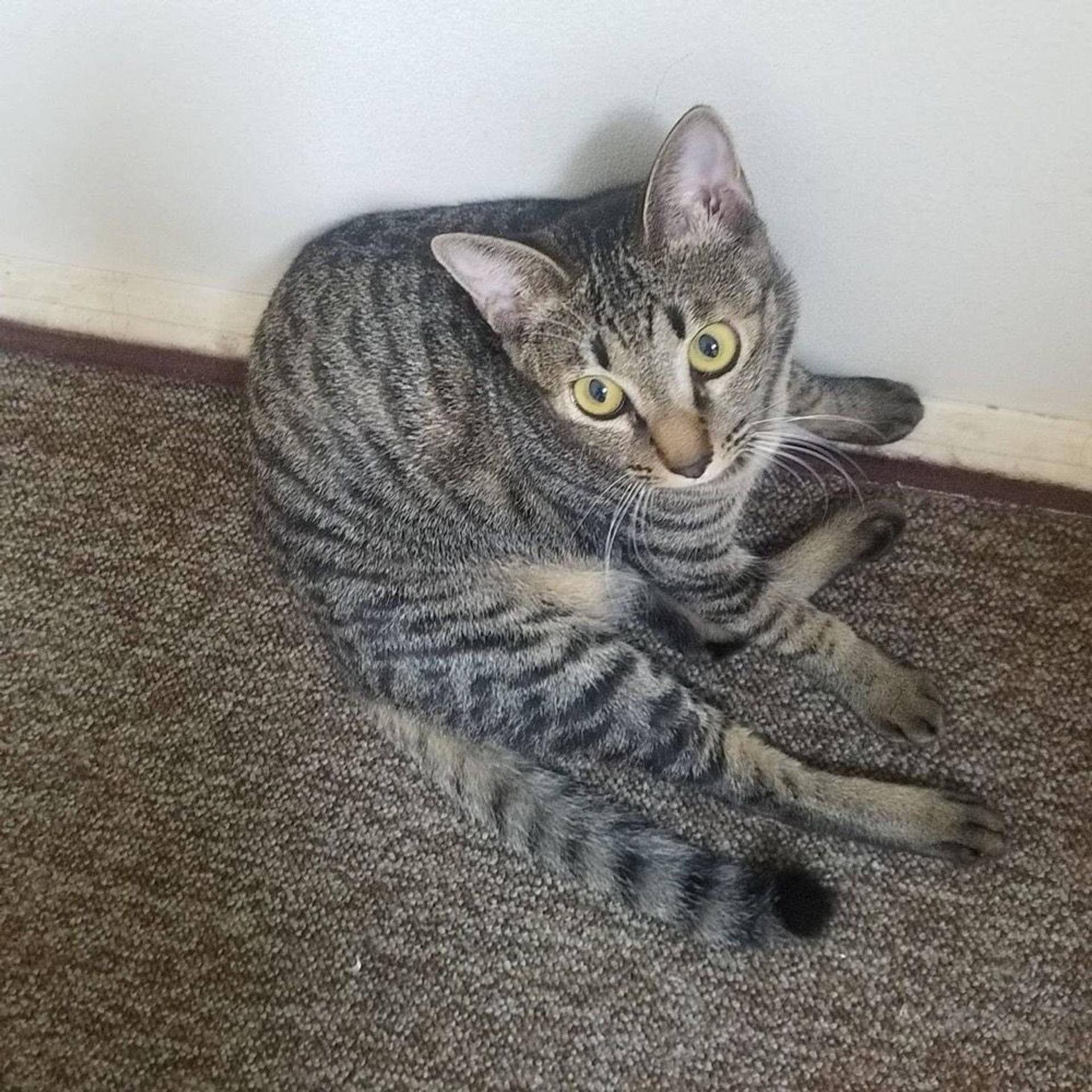pet-image-2