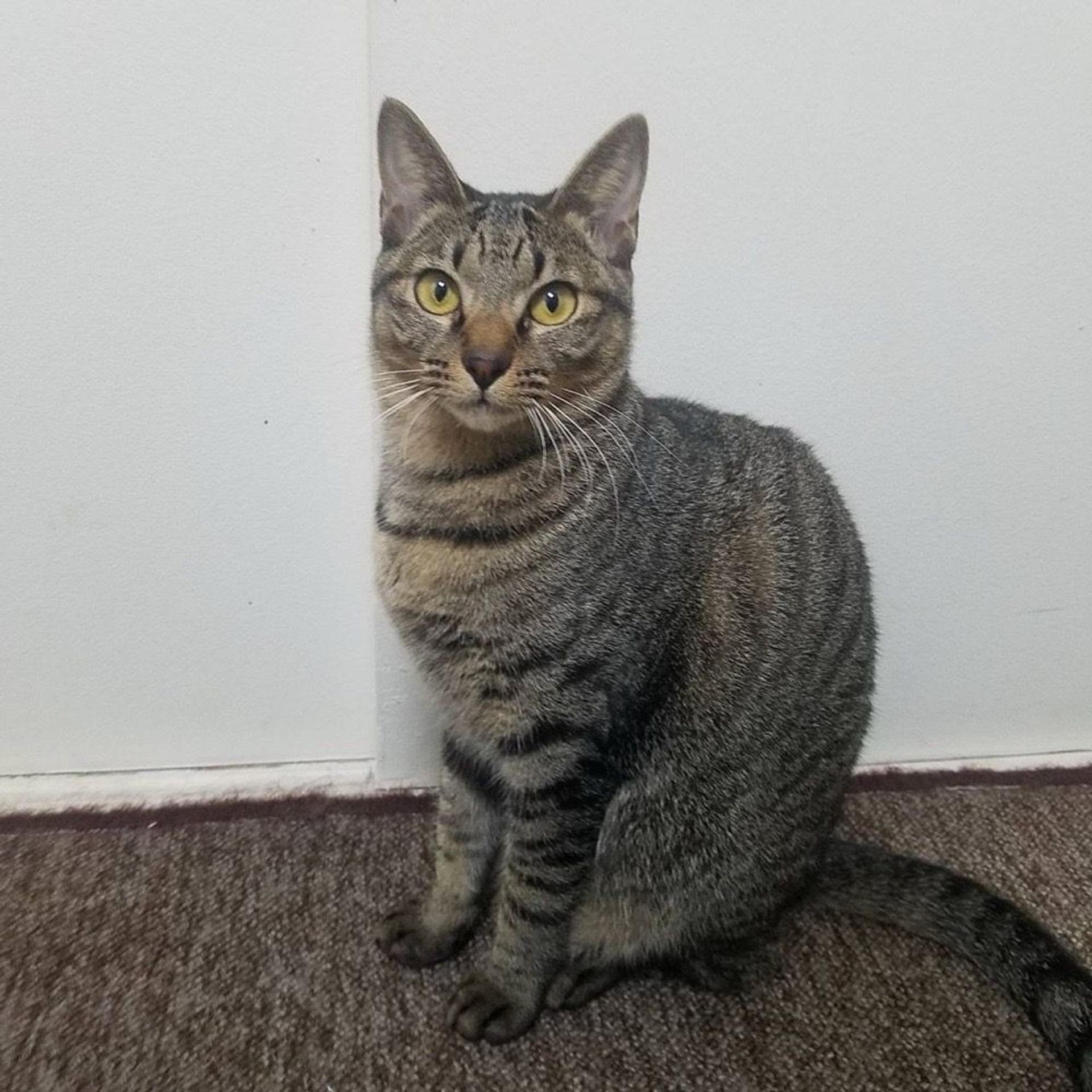 pet-image-5