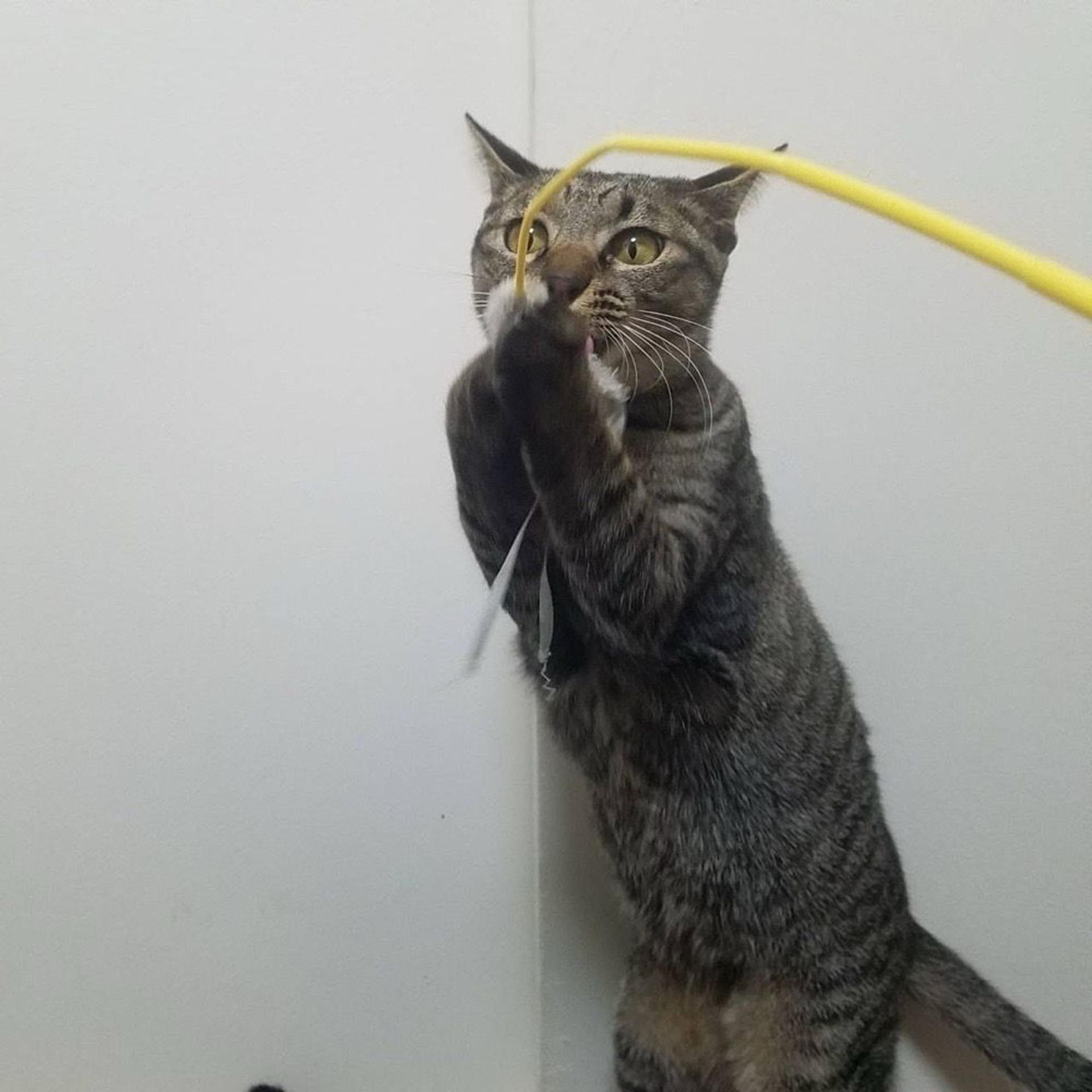 pet-image-8