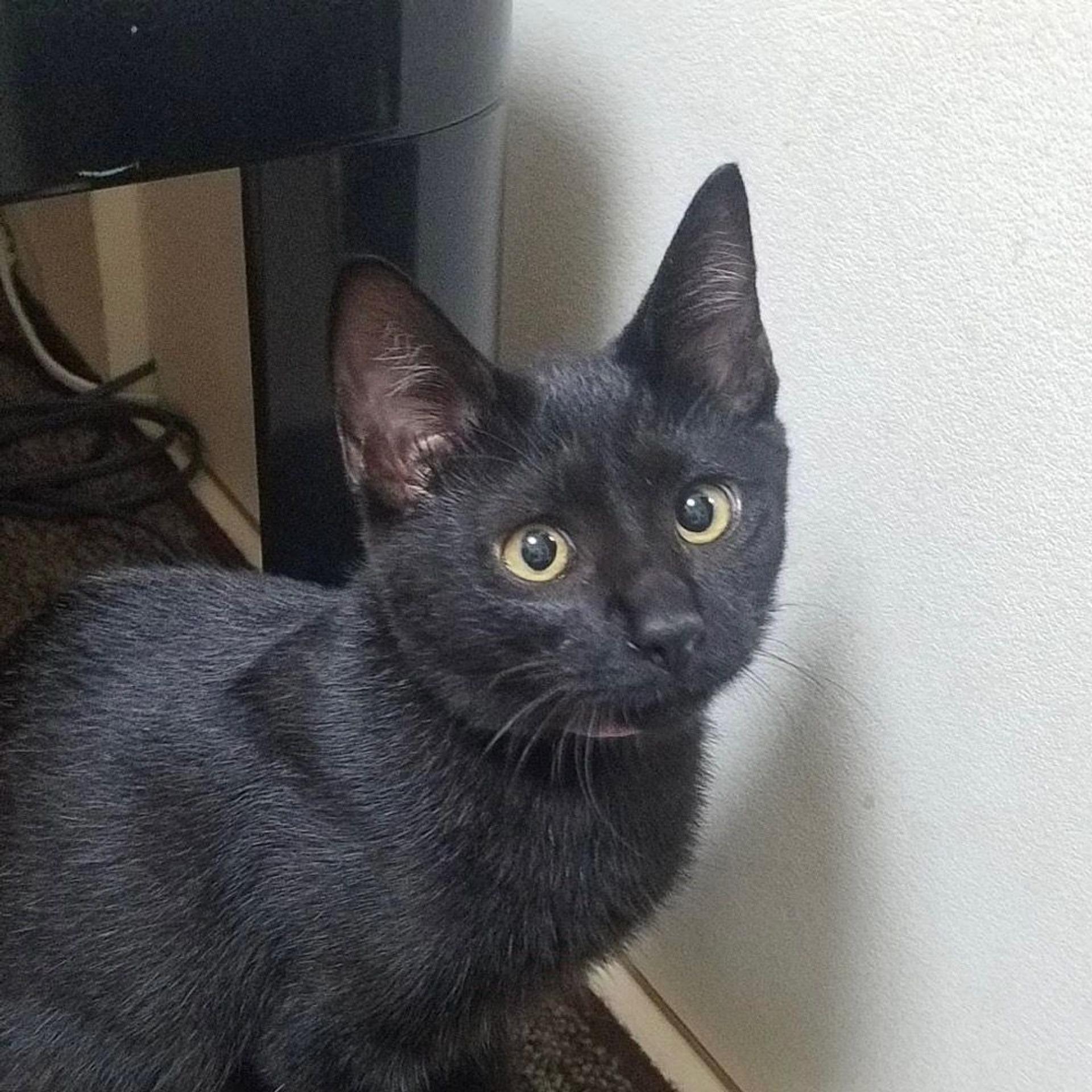 pet-image-2