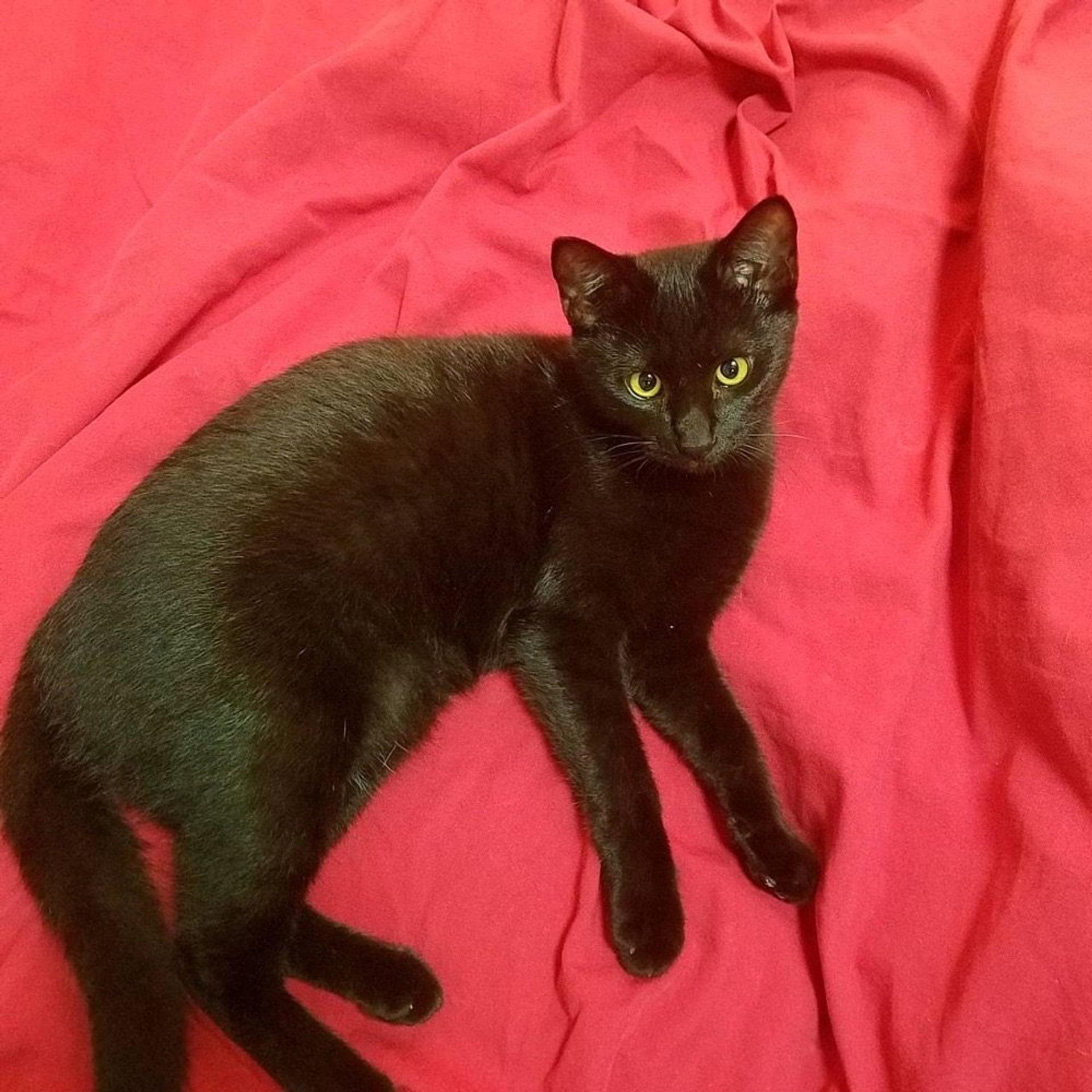pet-image-3