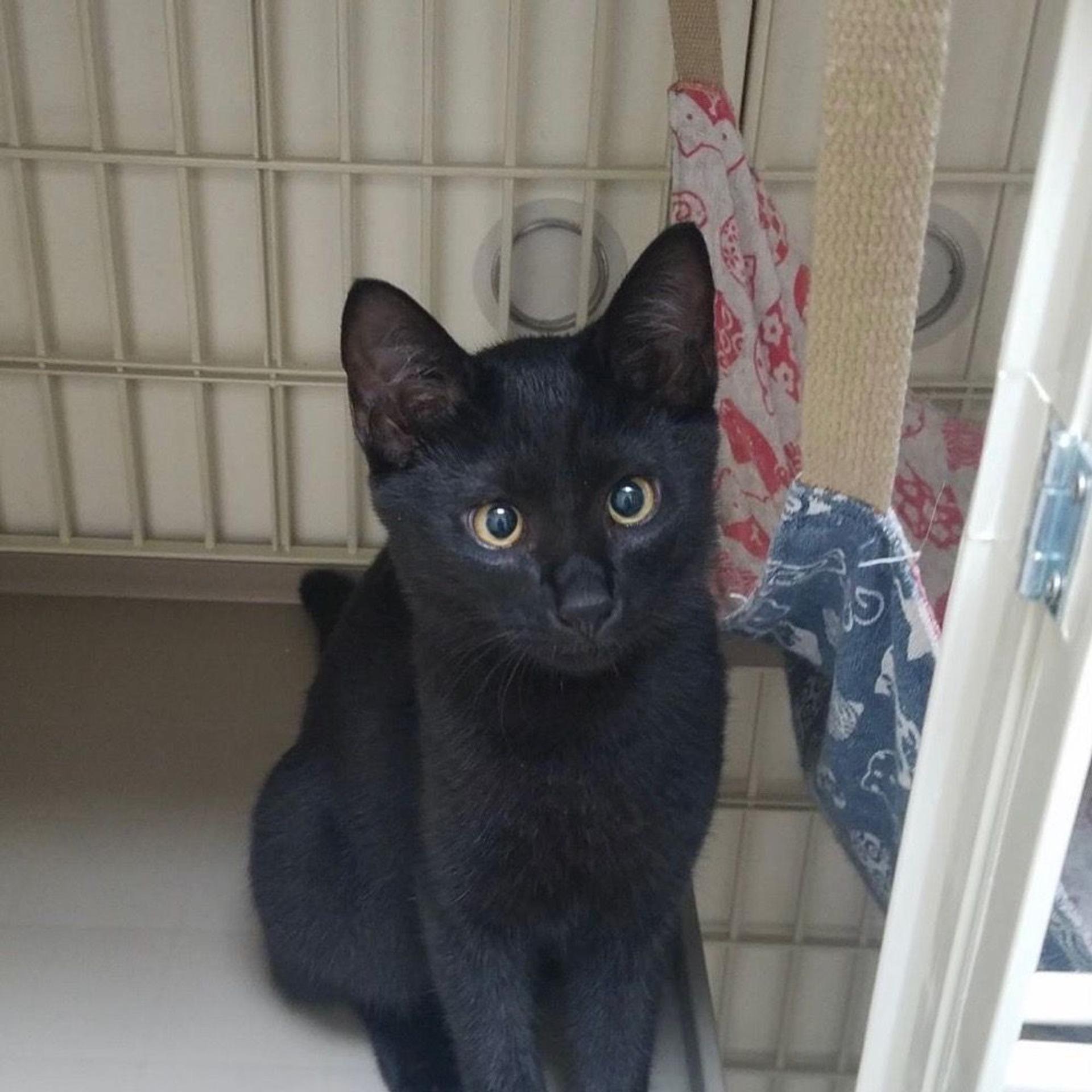 pet-image-5