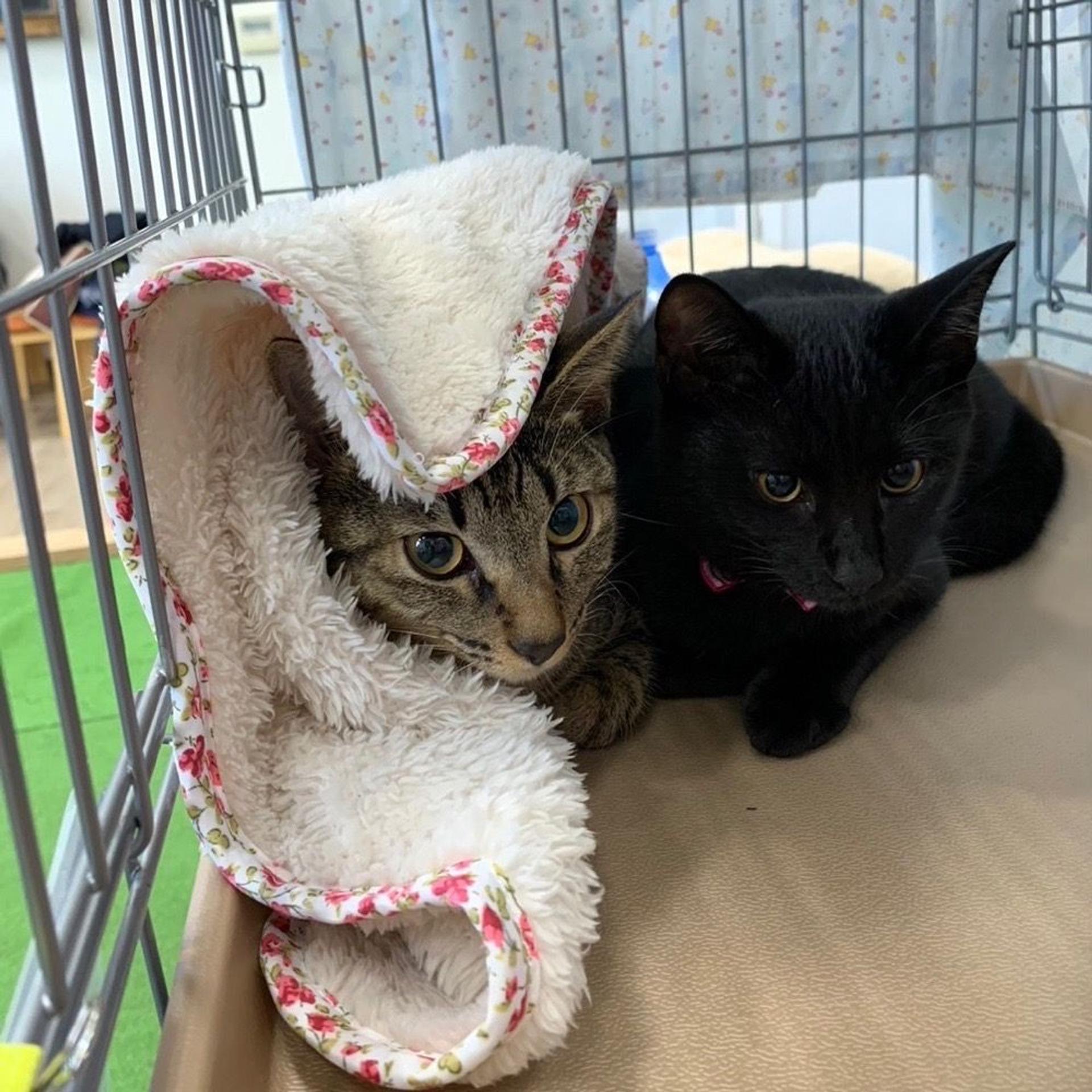 pet-image-8