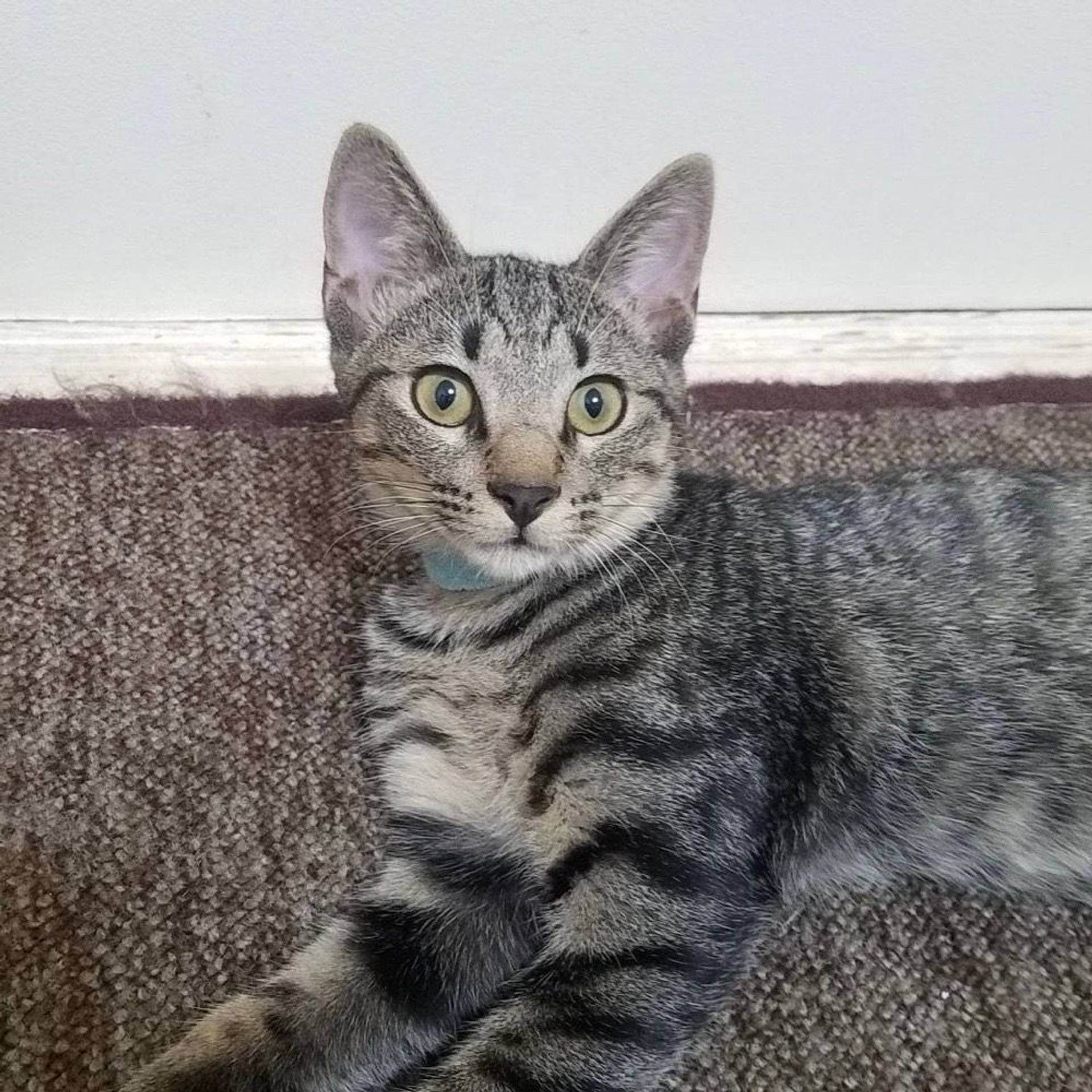 雑種（ミックス猫）・オスの里親募集の写真
