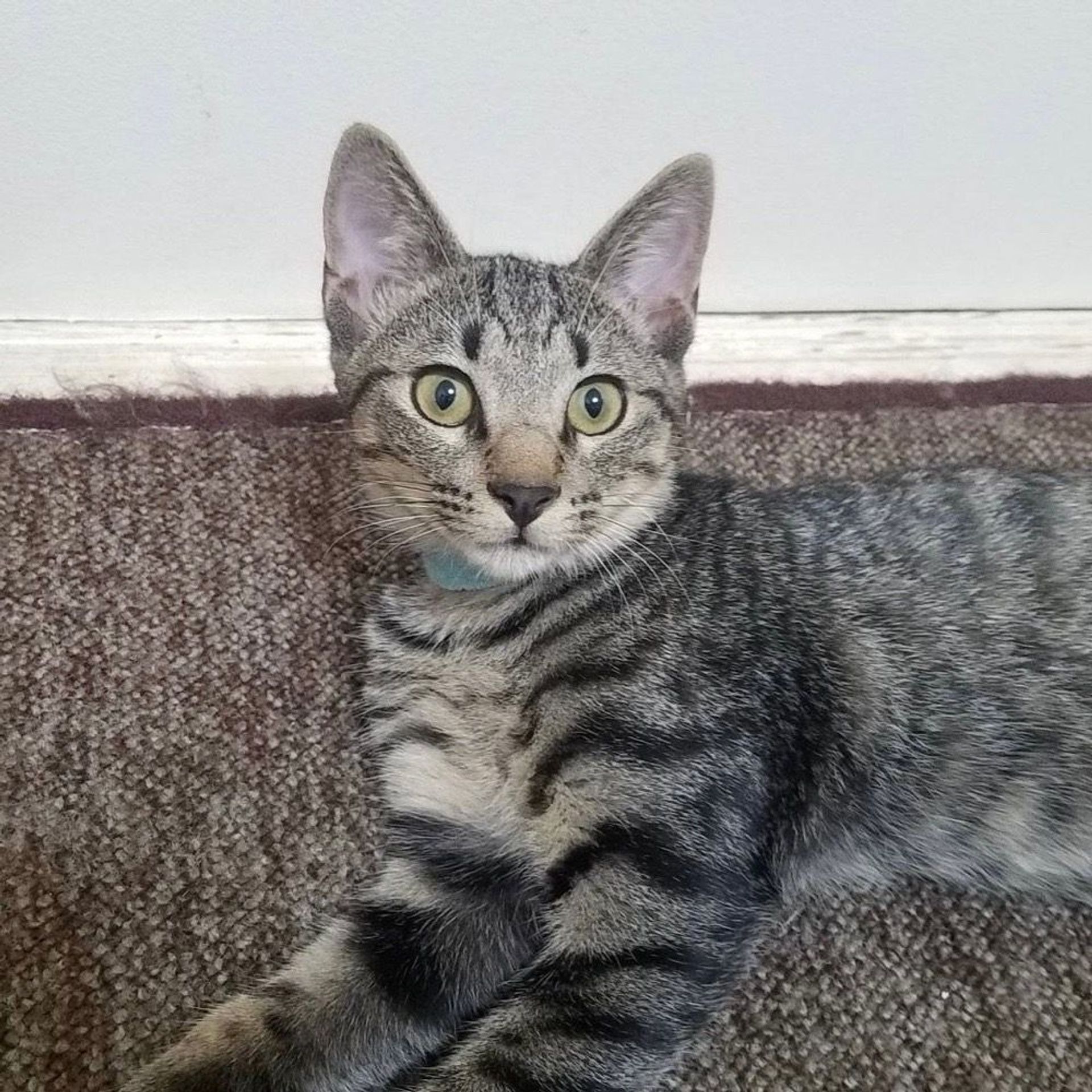 雑種（ミックス猫）・オスの里親募集の写真
