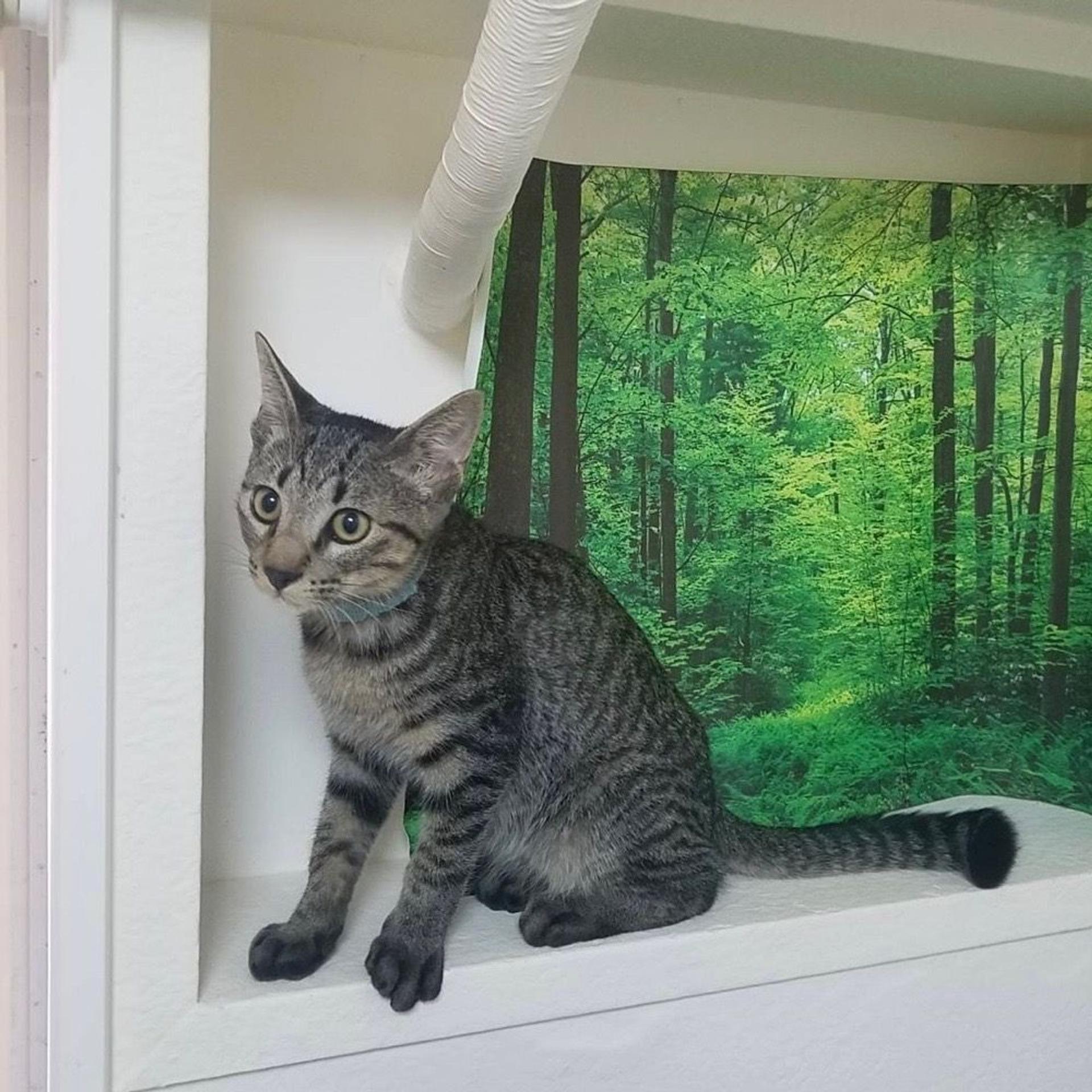 pet-image-3