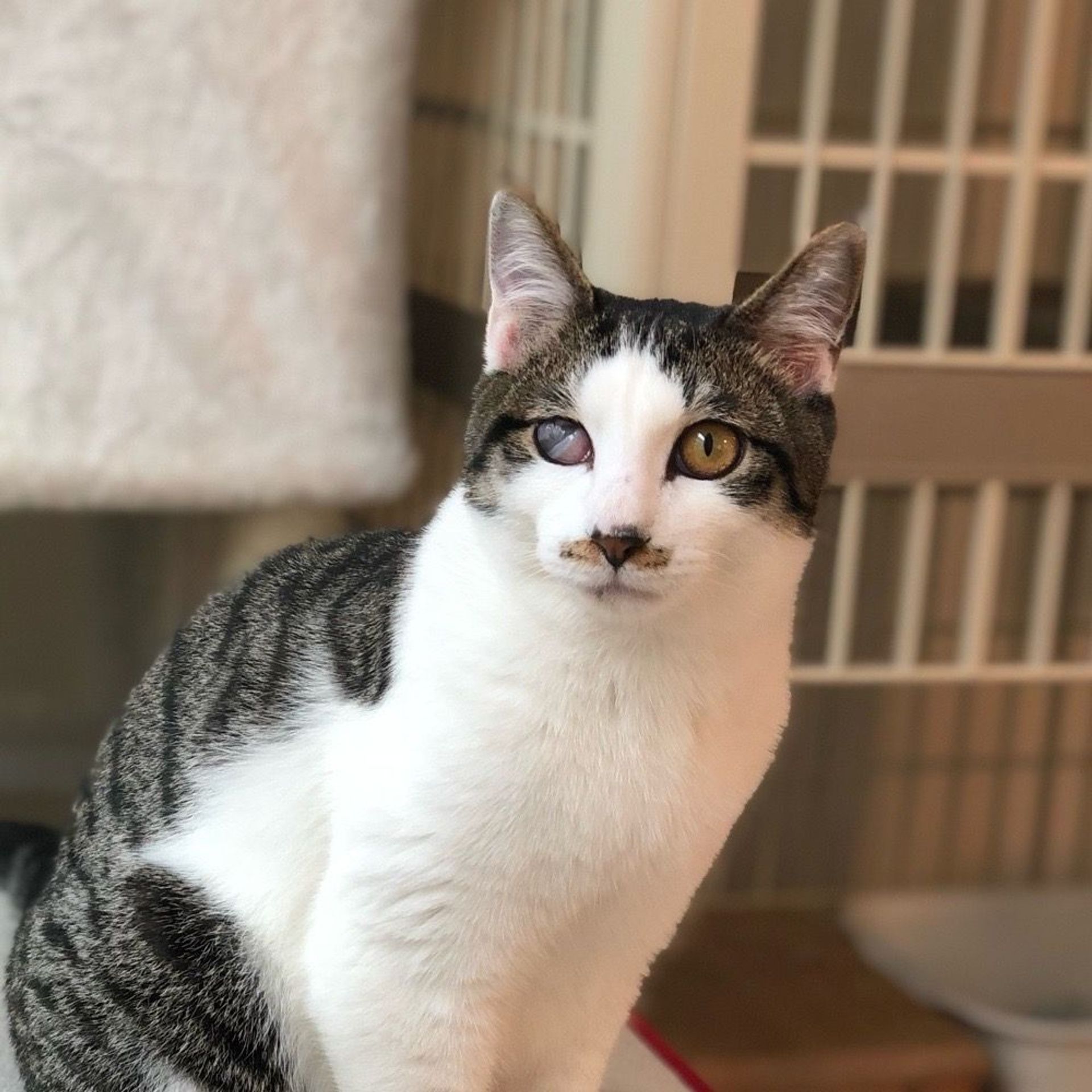 雑種（ミックス猫）・オスの里親募集の写真