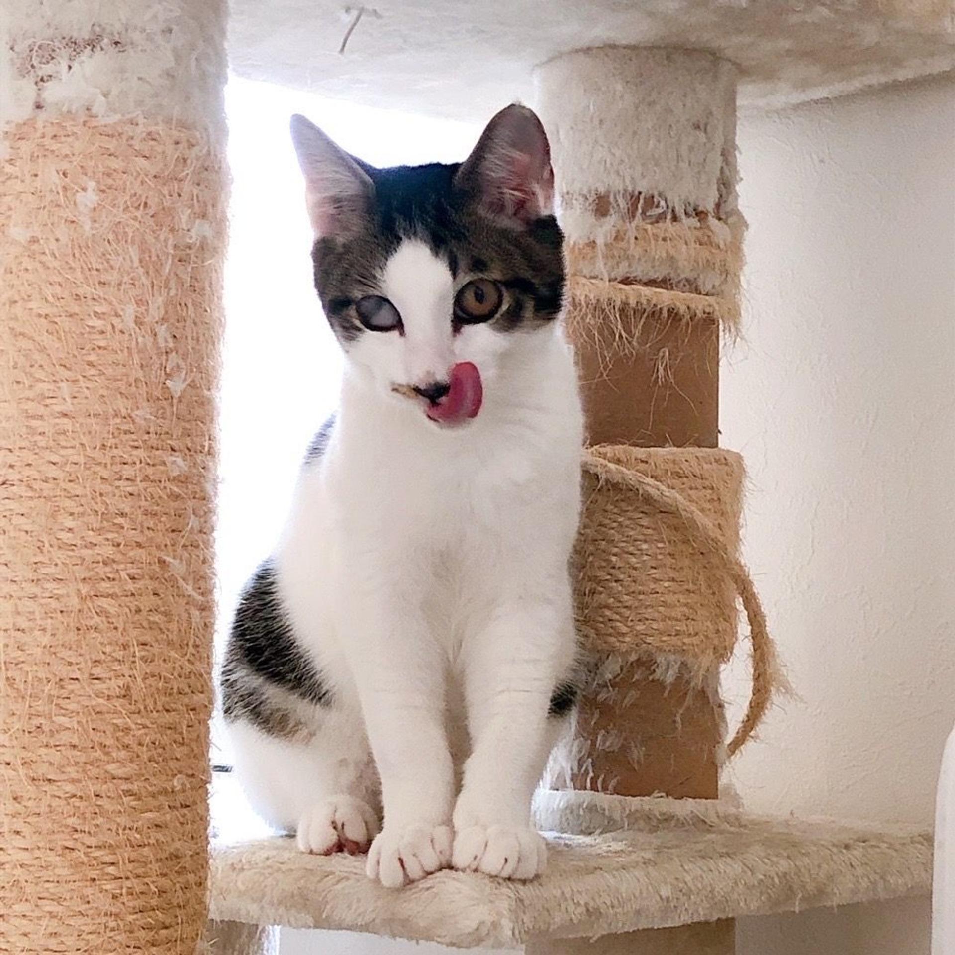 pet-image-3