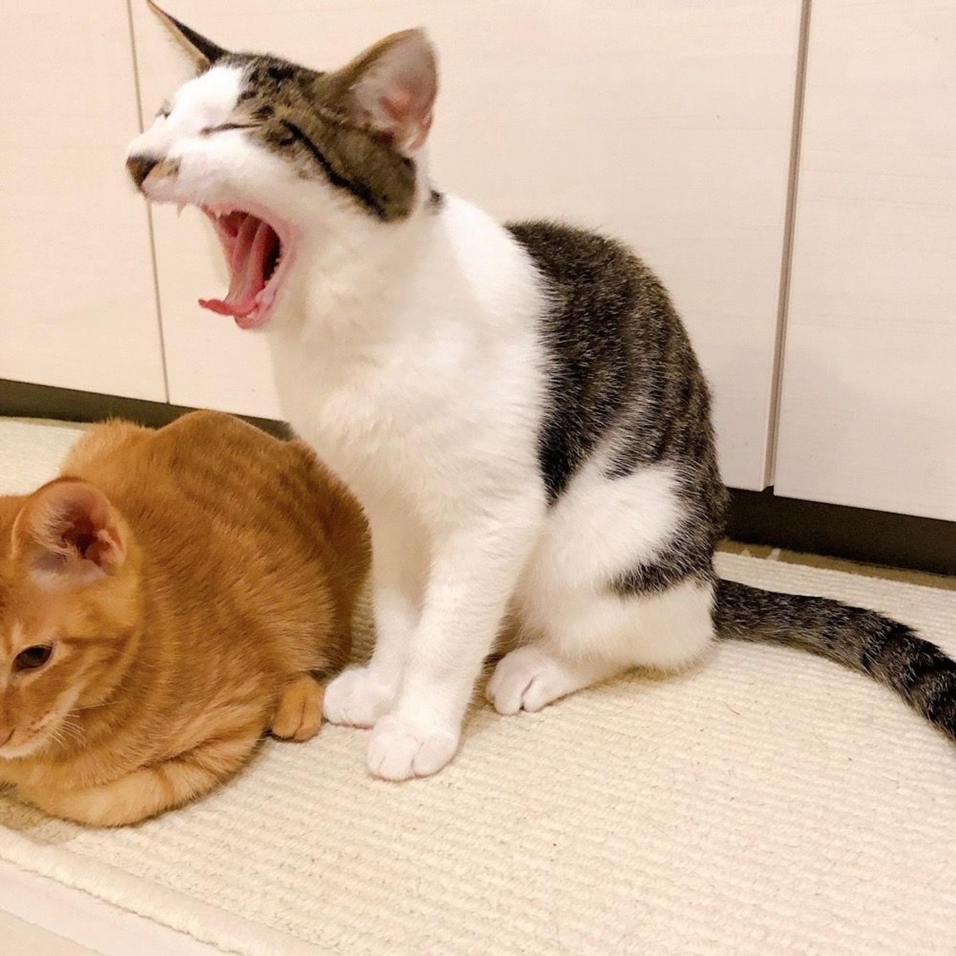 pet-image-6