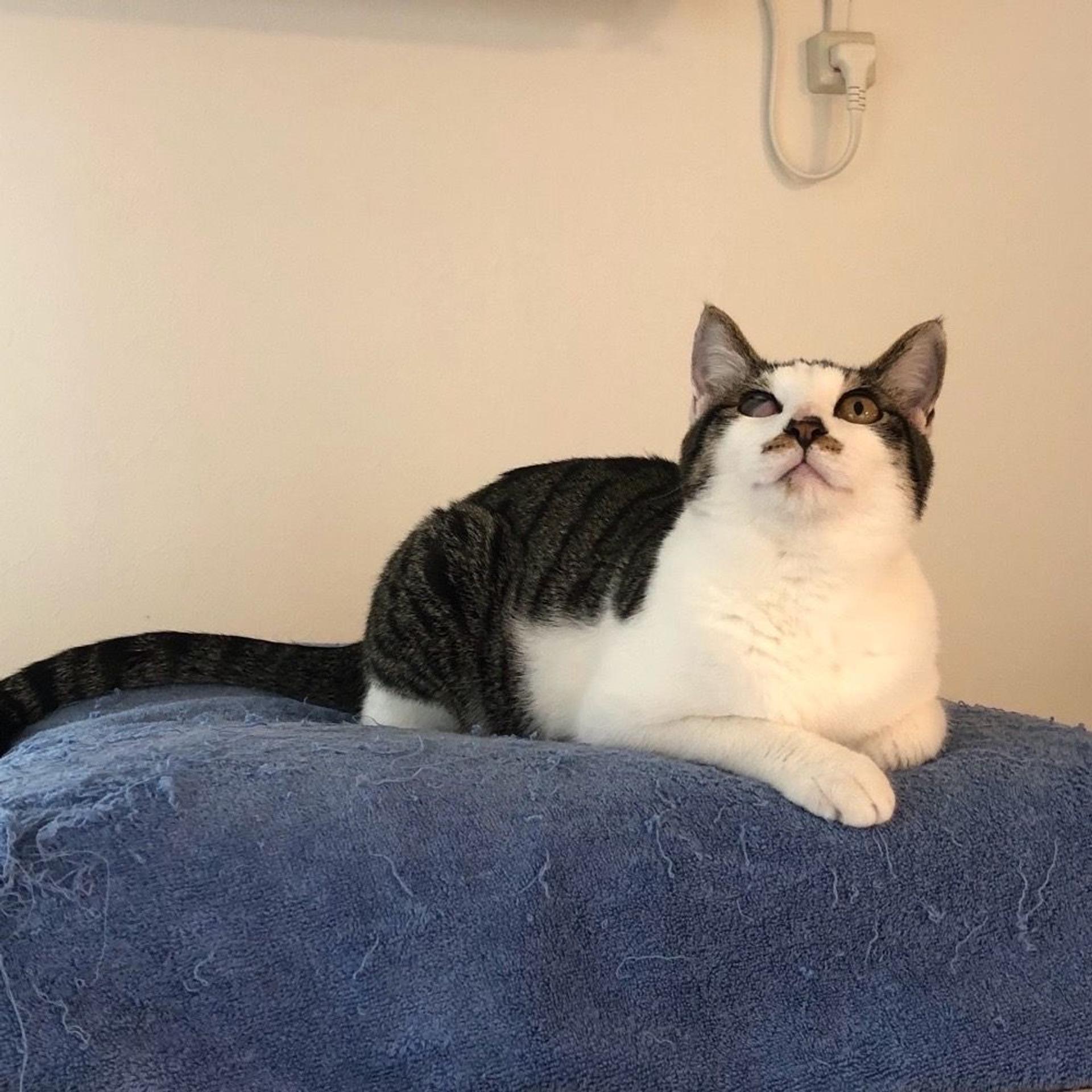 pet-image-8