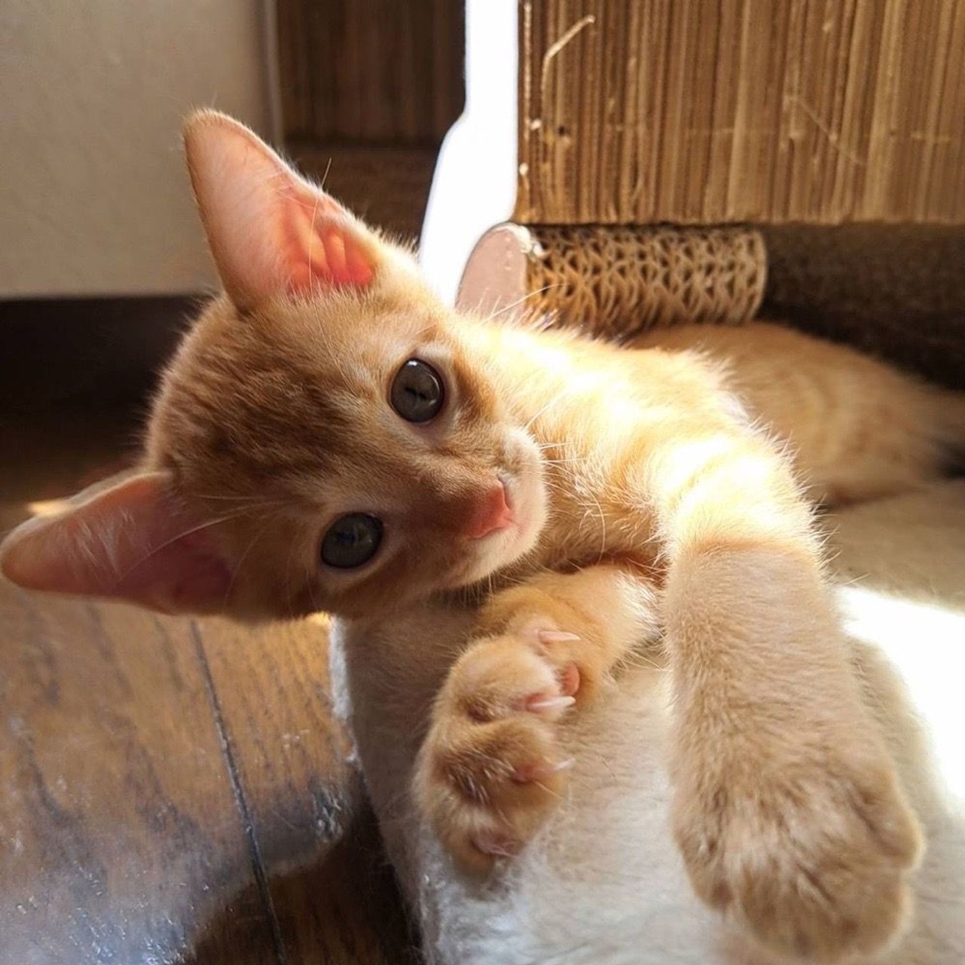 雑種（ミックス猫）・オスの里親募集の写真