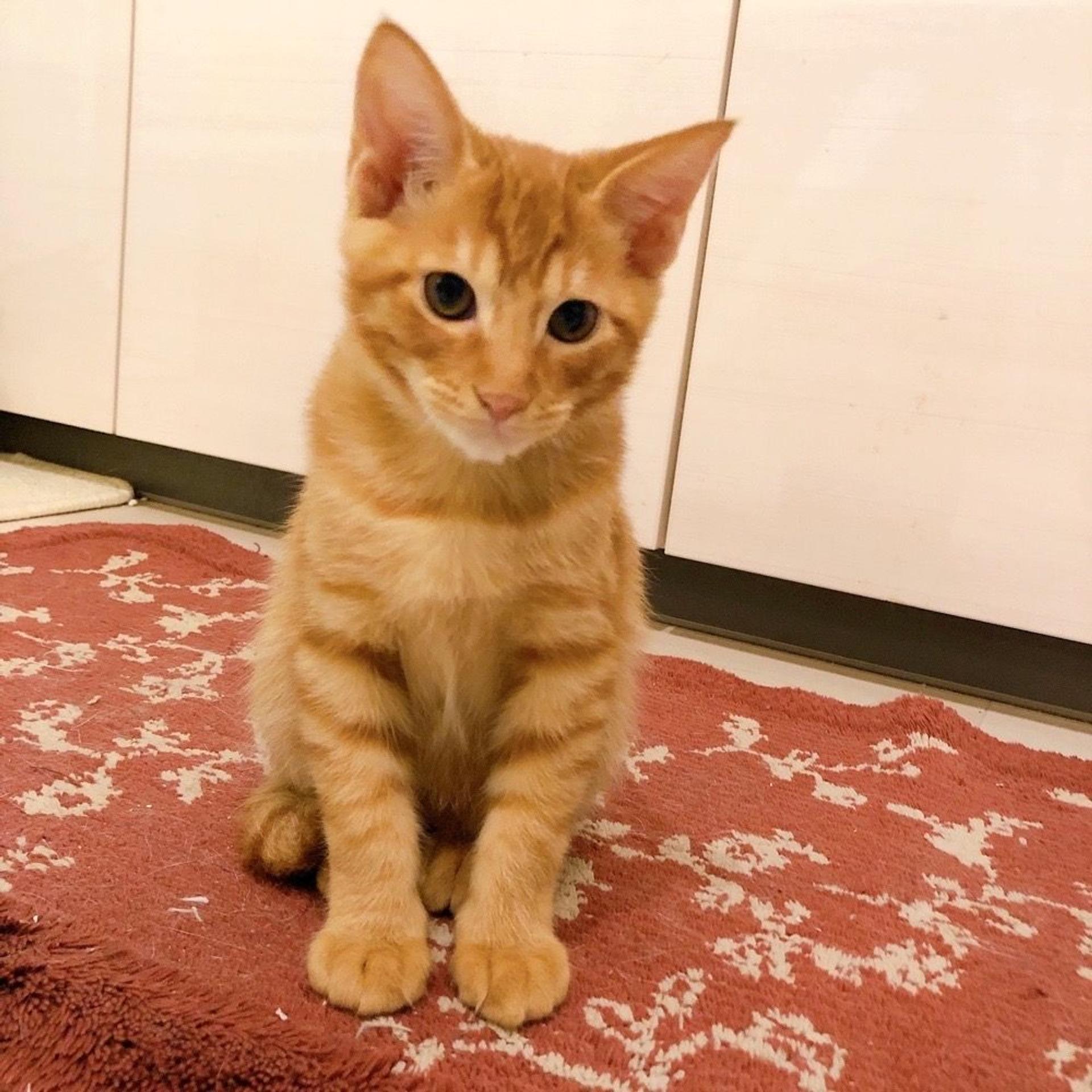 pet-image-3