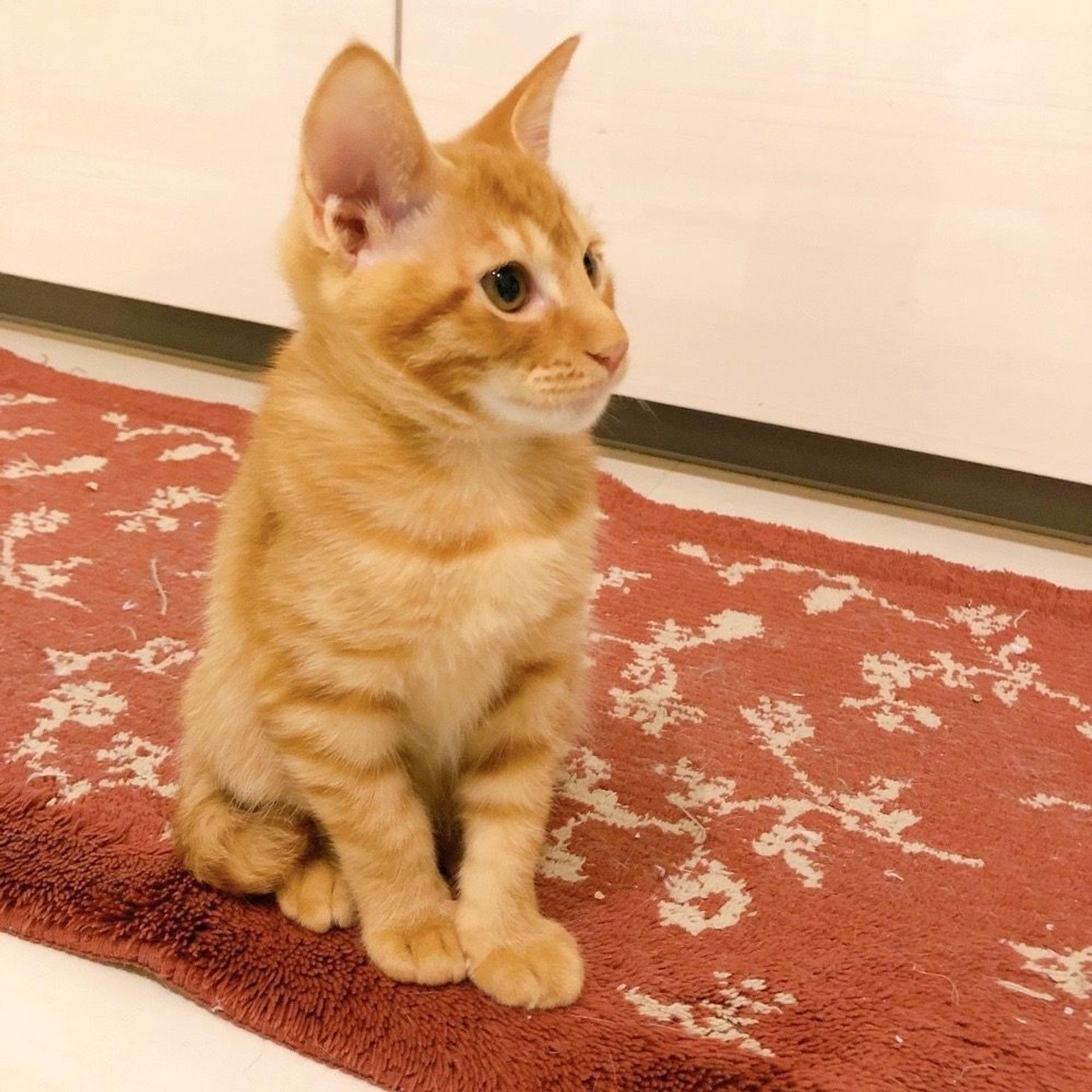 pet-image-4