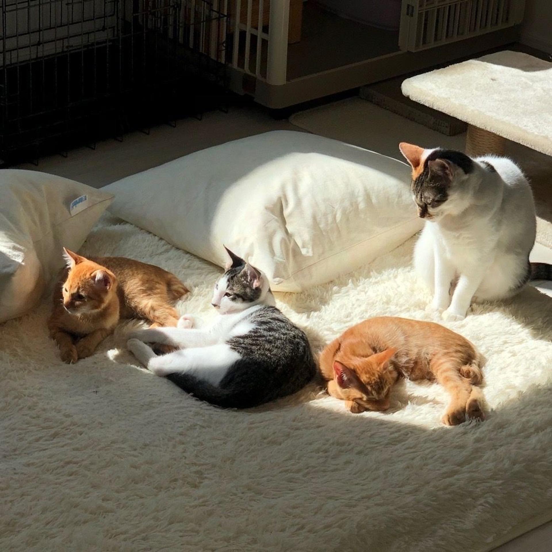pet-image-5