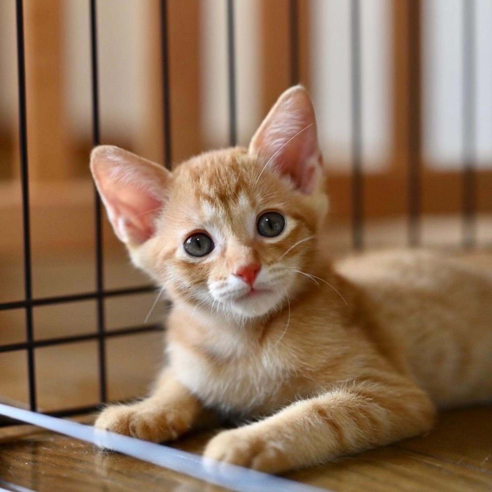 pet-image-6