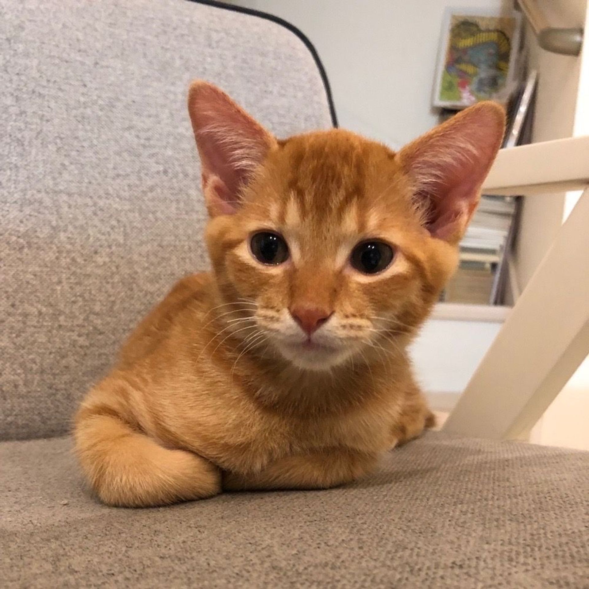雑種（ミックス猫）・オスの里親募集の写真