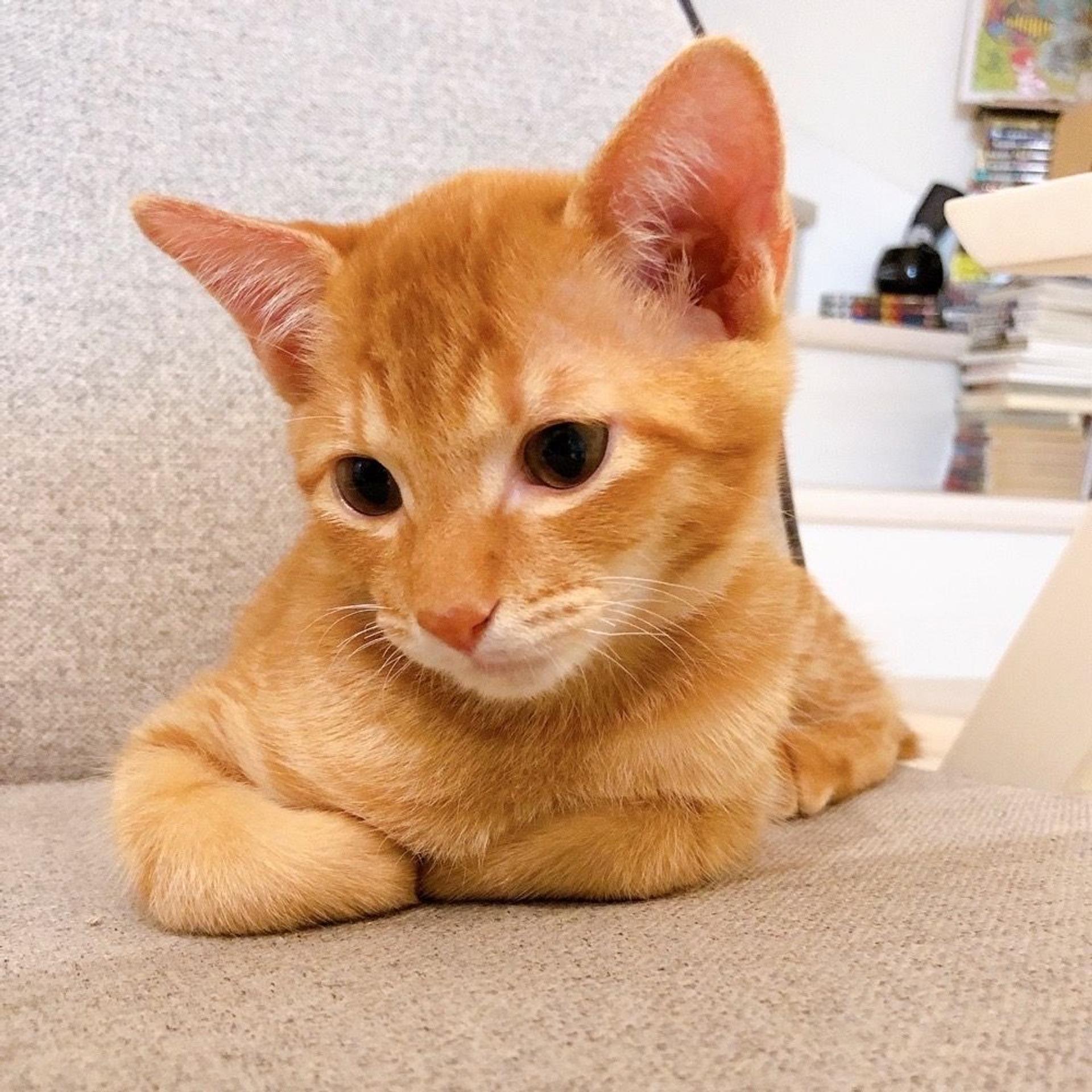 pet-image-3