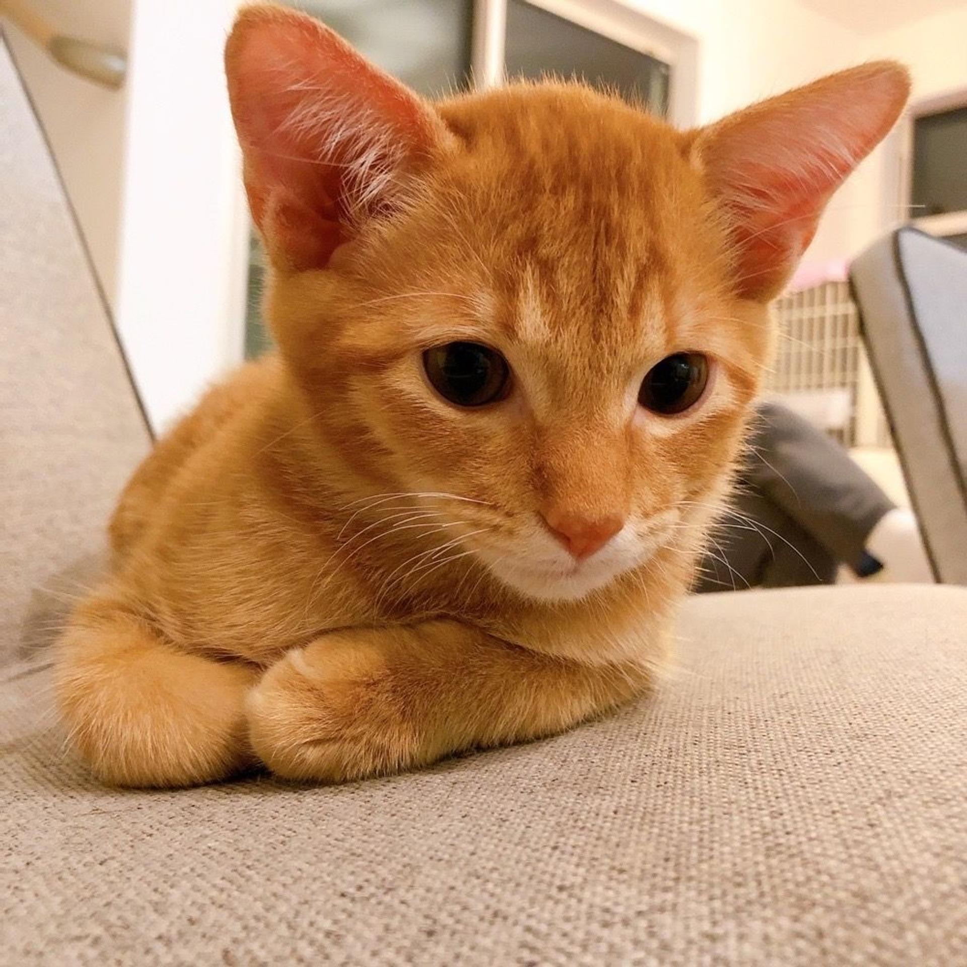 pet-image-4