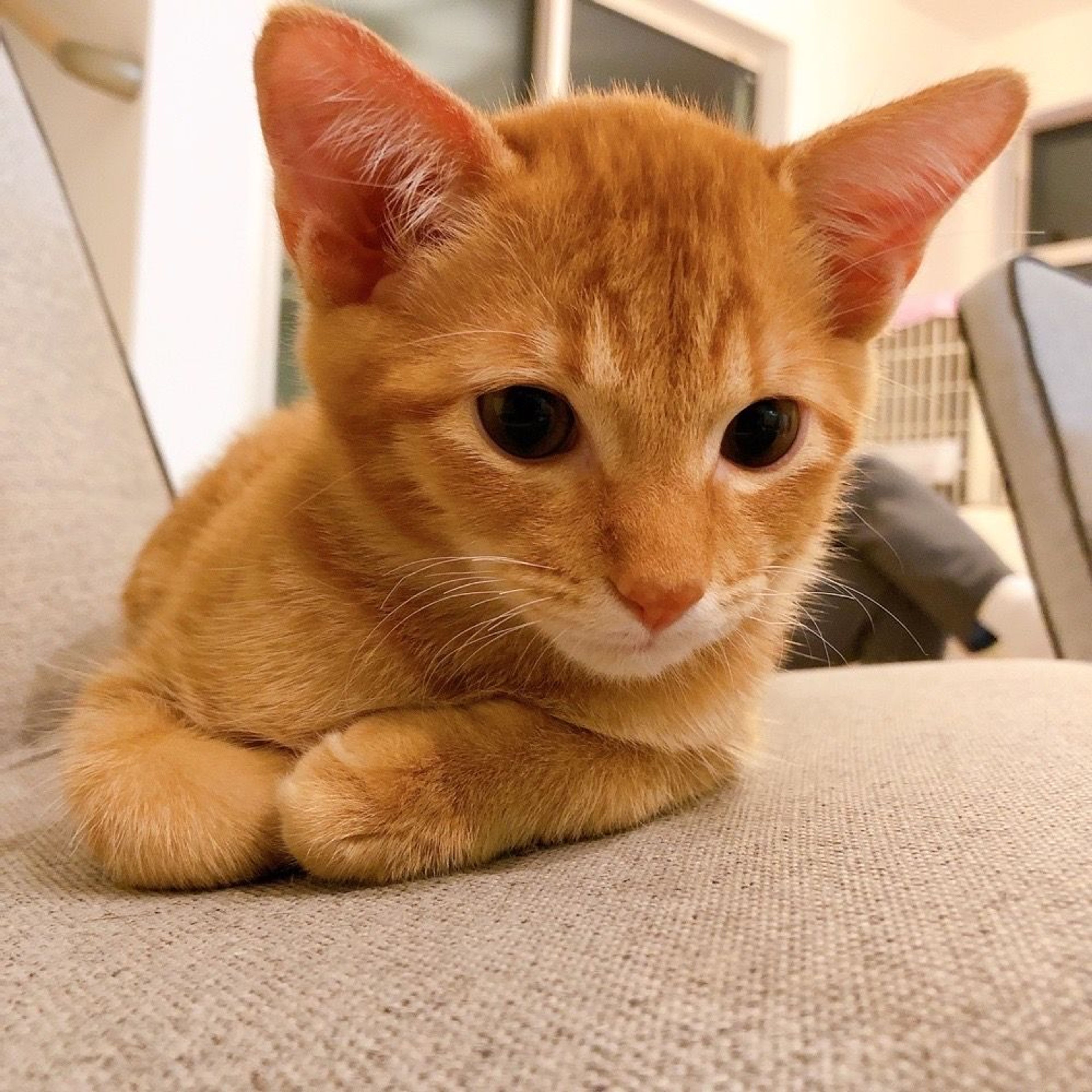 pet-image-4
