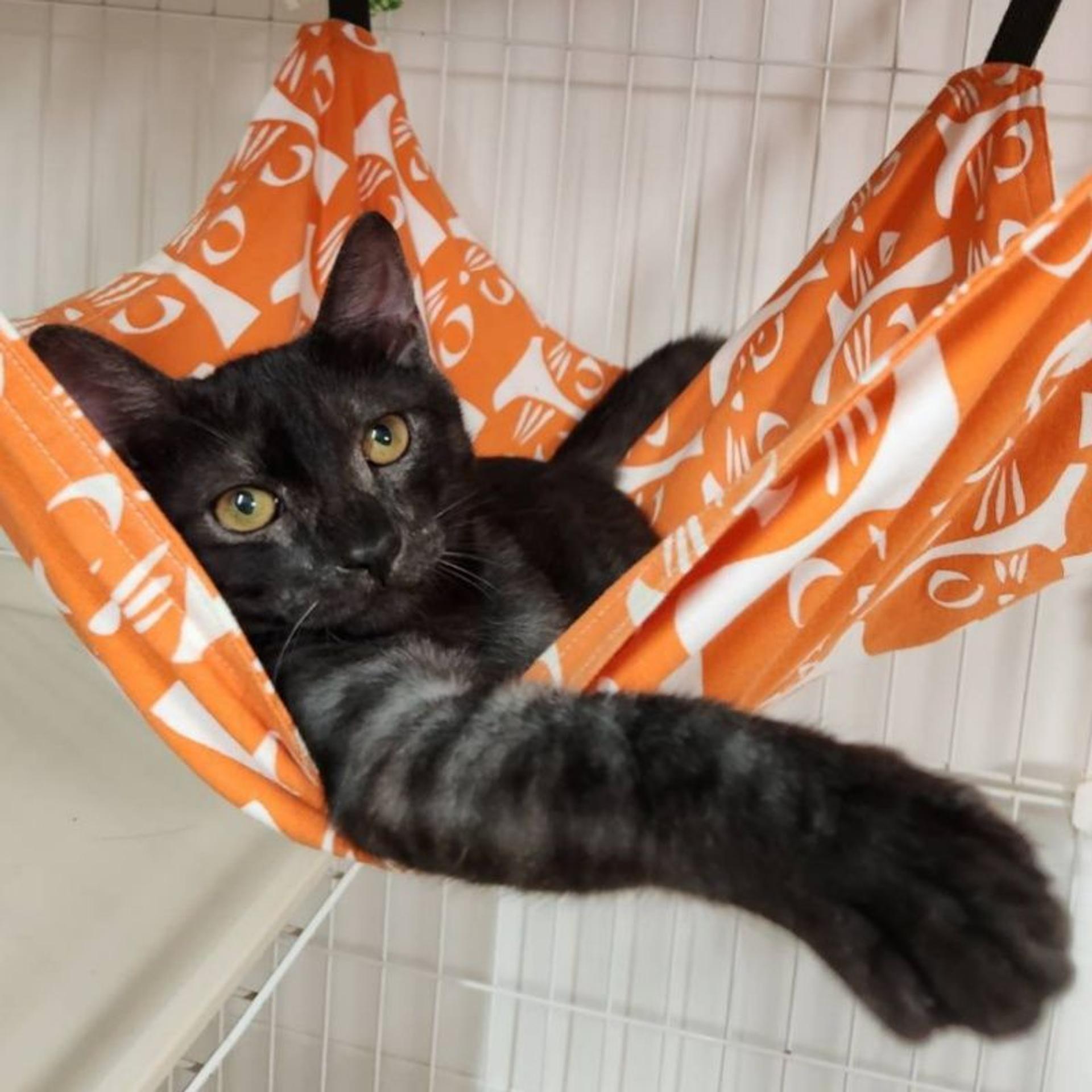pet-image-2