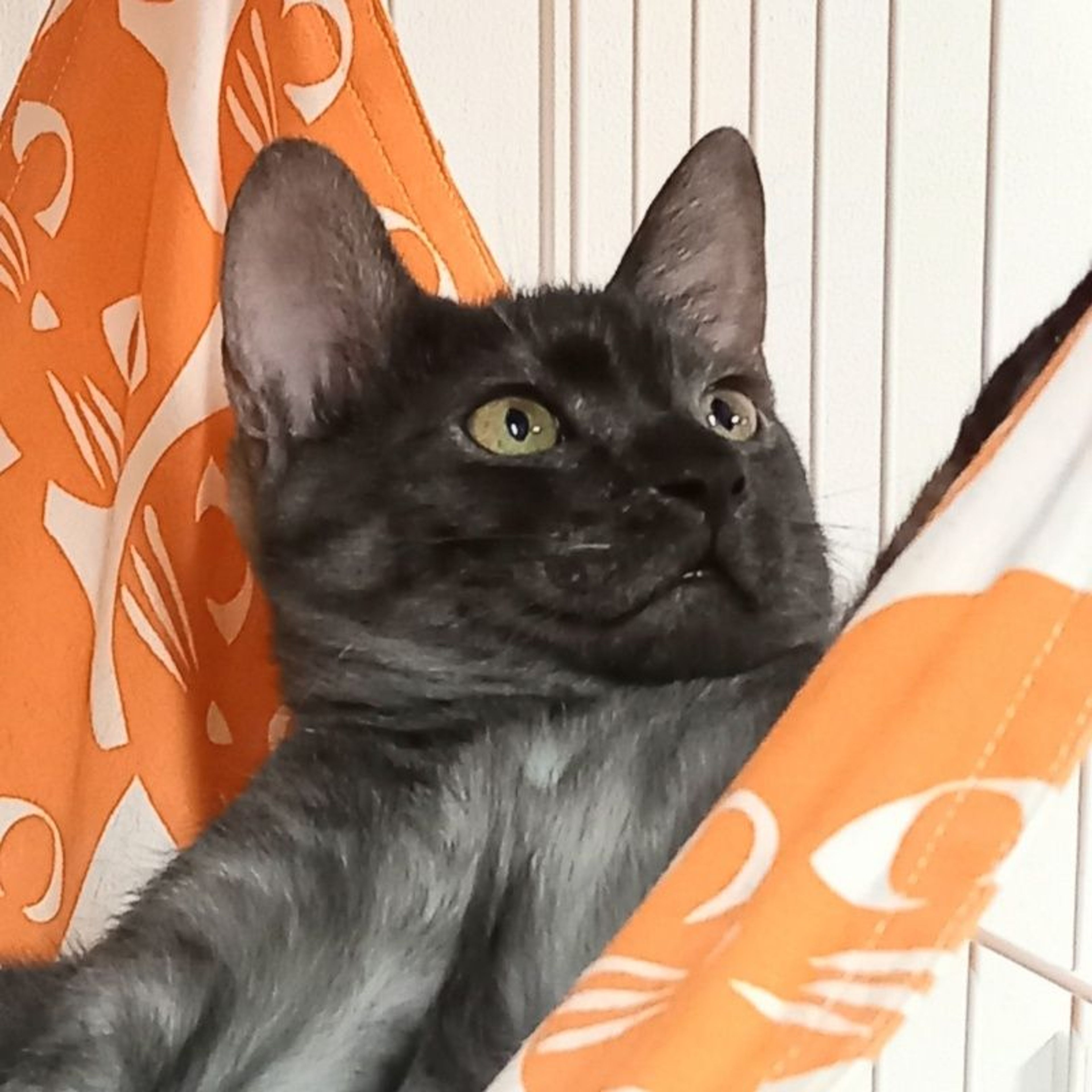 pet-image-4