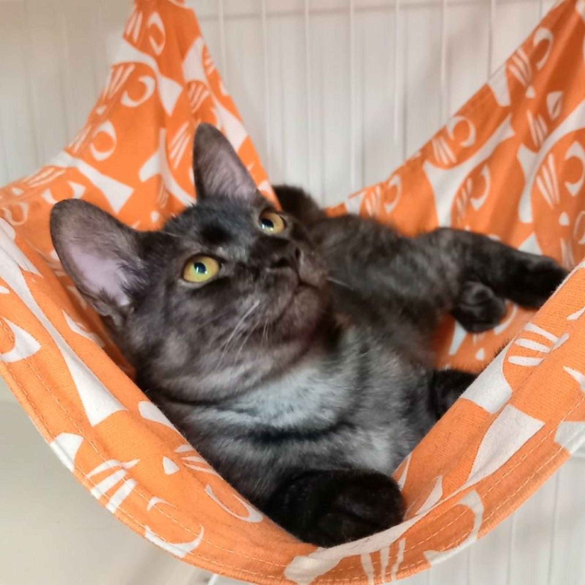 pet-image-5